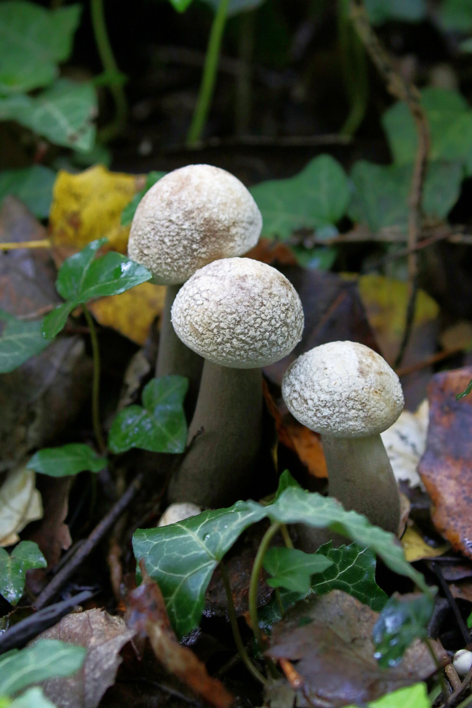 Canon EOS 7D Mark II sample photo. Autumn, humidity, mushrooms photography