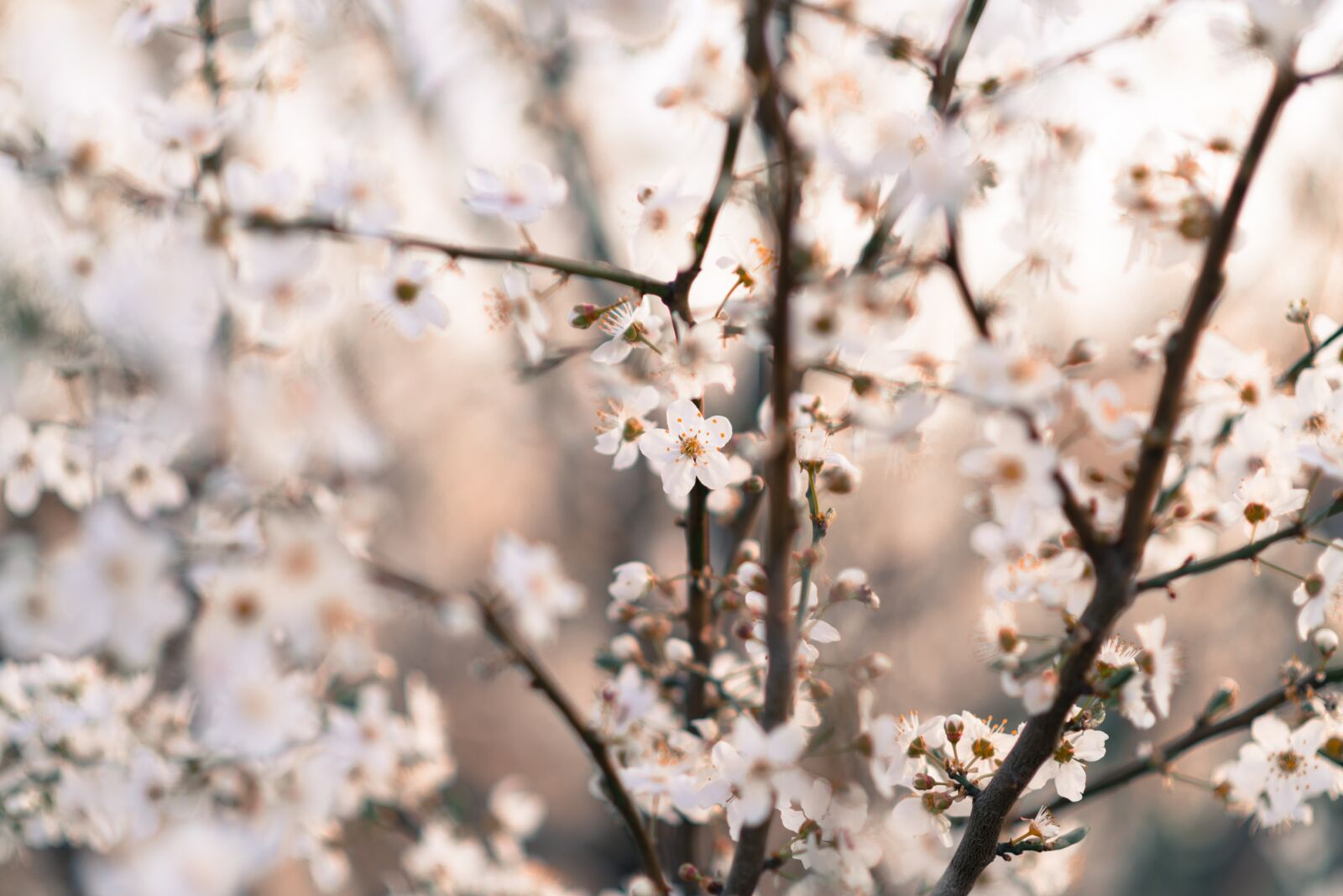 Nikon D850 sample photo. Nature, flowers, white photography