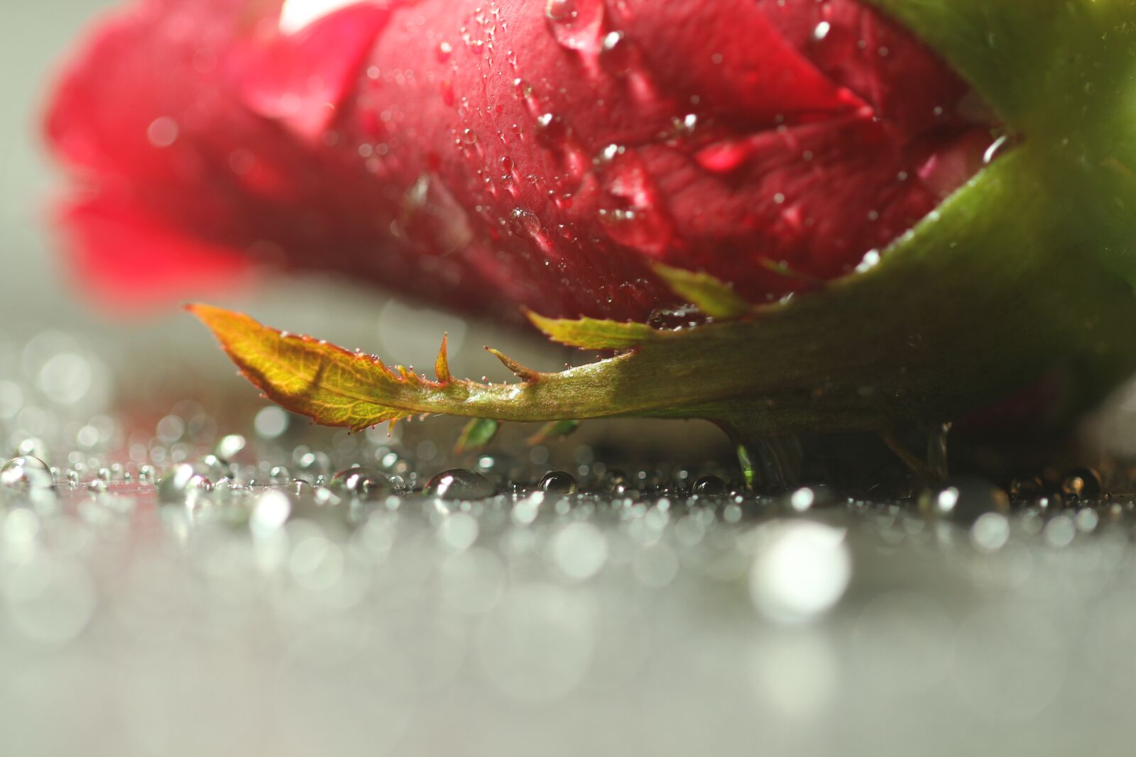 Canon EOS 60D sample photo. Rose, flowers, drop photography