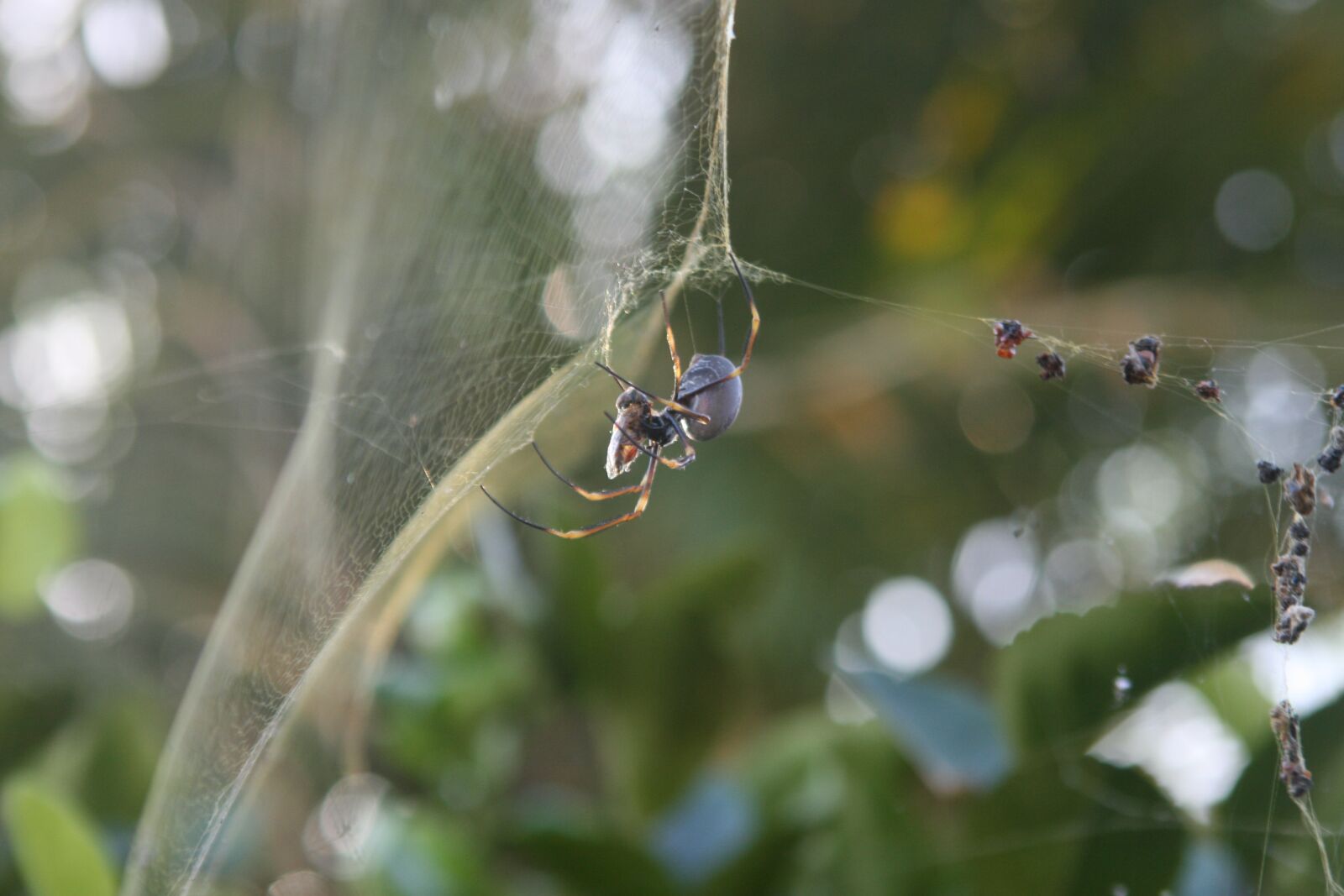 Canon EOS 400D (EOS Digital Rebel XTi / EOS Kiss Digital X) sample photo. Spider, eating, bee photography
