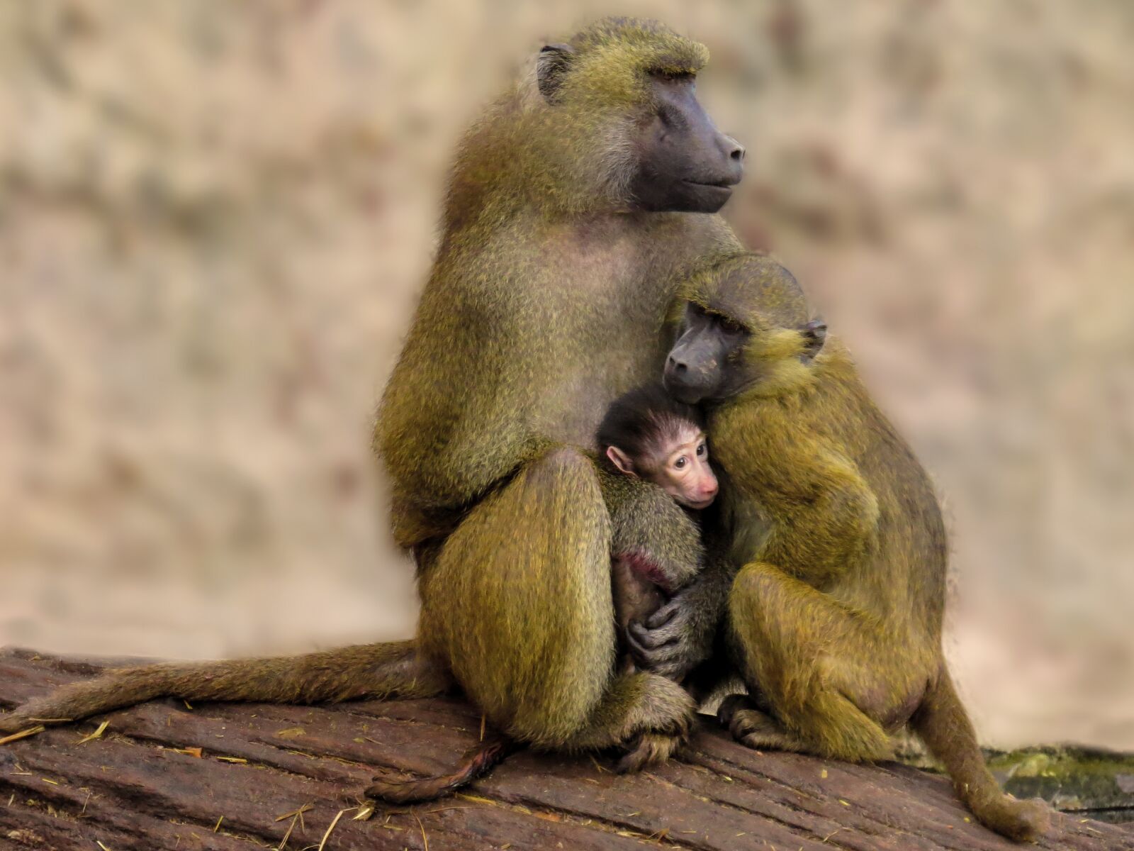 Canon PowerShot SX50 HS sample photo. Animal world, monkey, baboon photography
