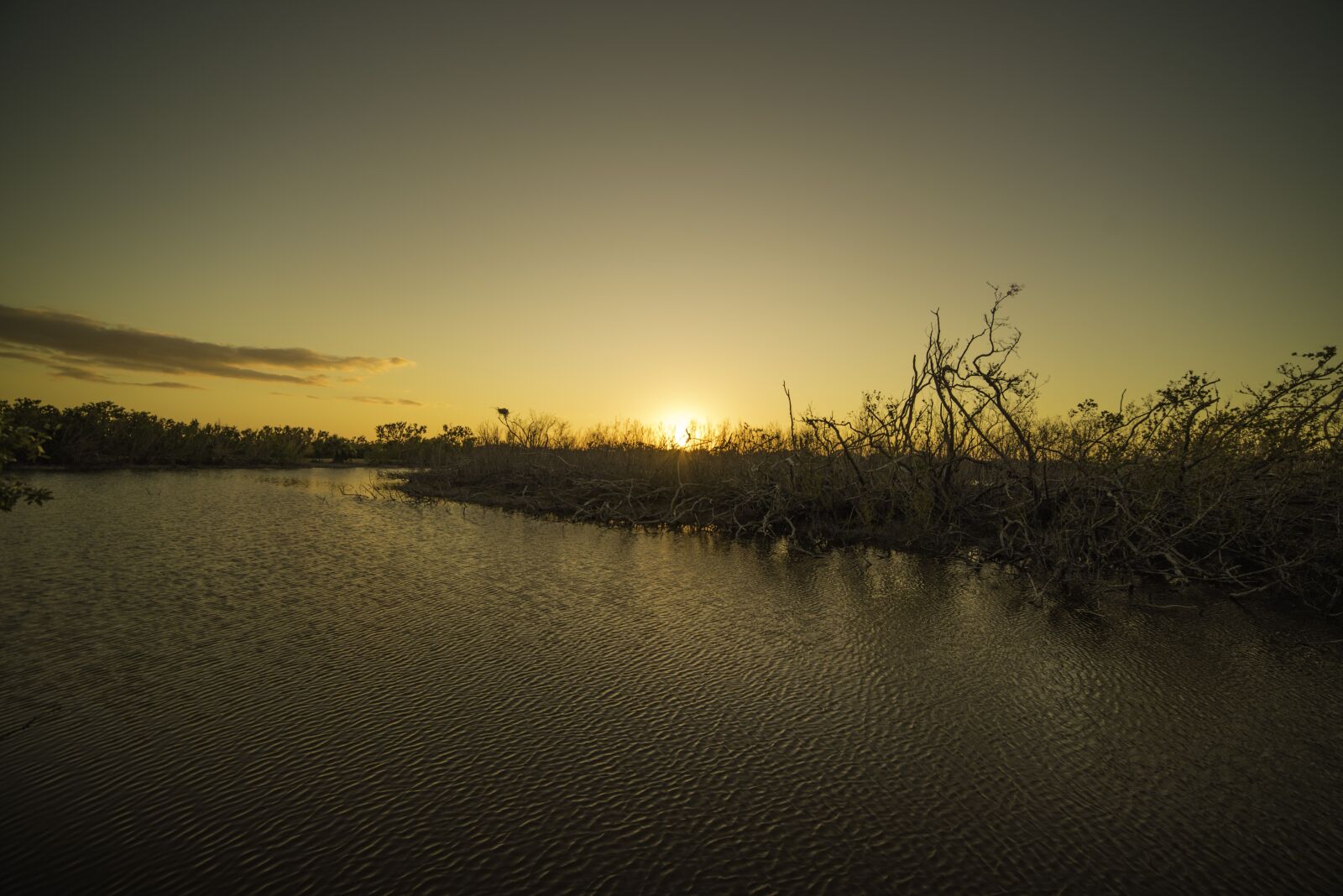 Nikon D750 sample photo. Everglades, swamp, marsh photography