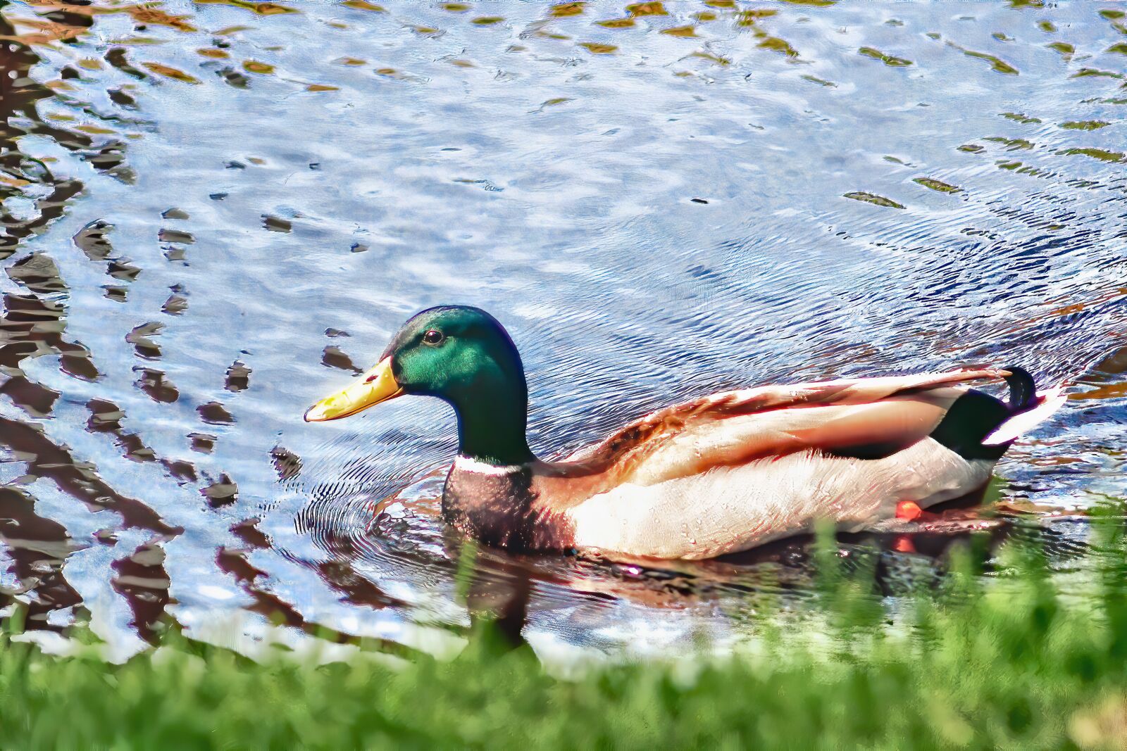 Olympus E-500 (EVOLT E-500) sample photo. Duck, mallard, animal photography