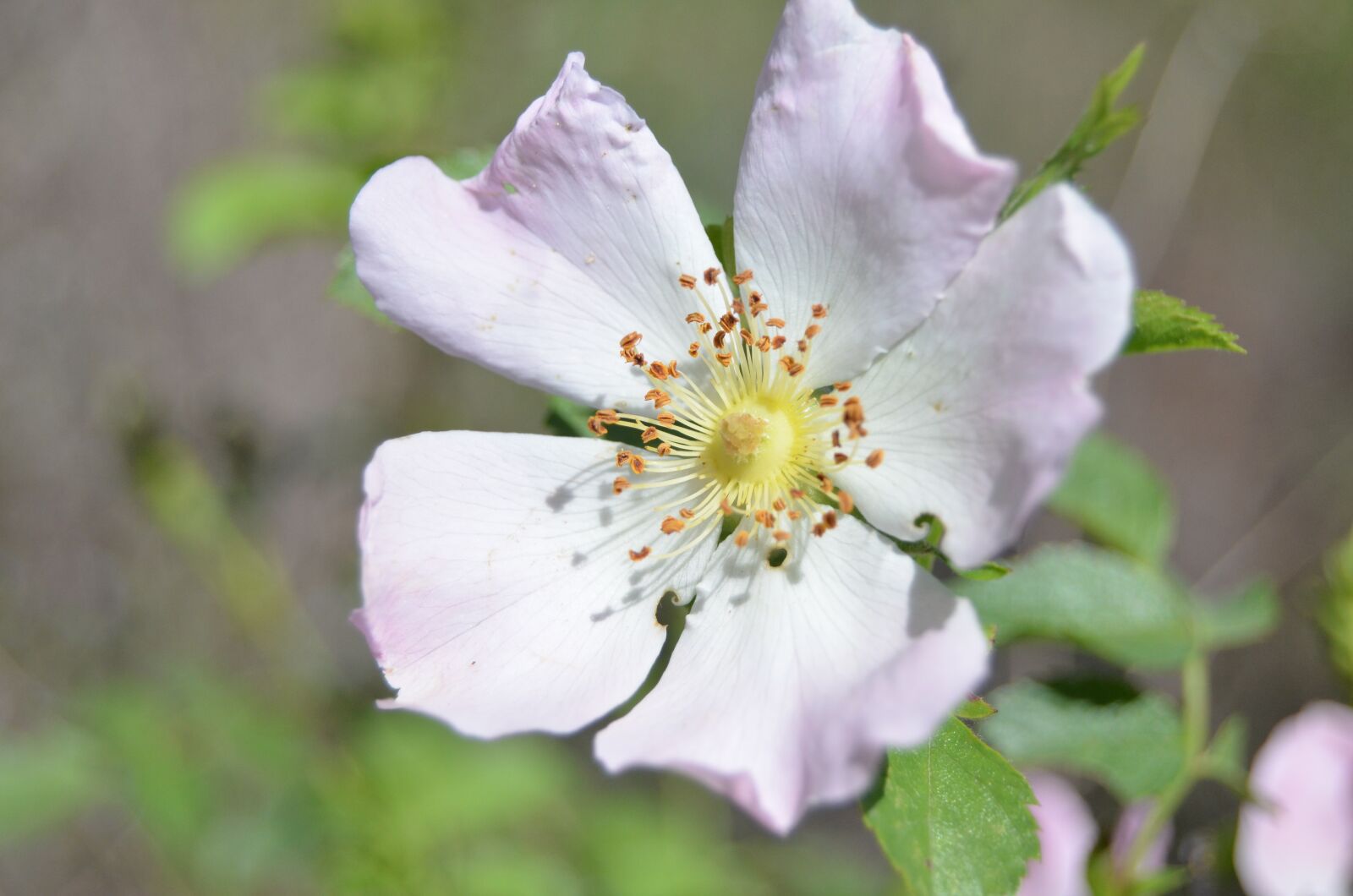 Nikon D5100 sample photo. Flower, close-up, color image photography
