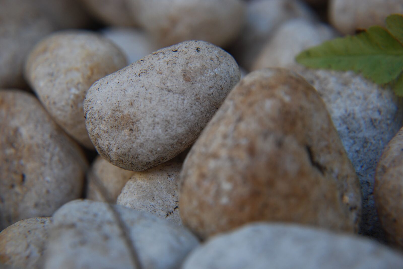 Nikon D60 sample photo. White, rocks, macro photography