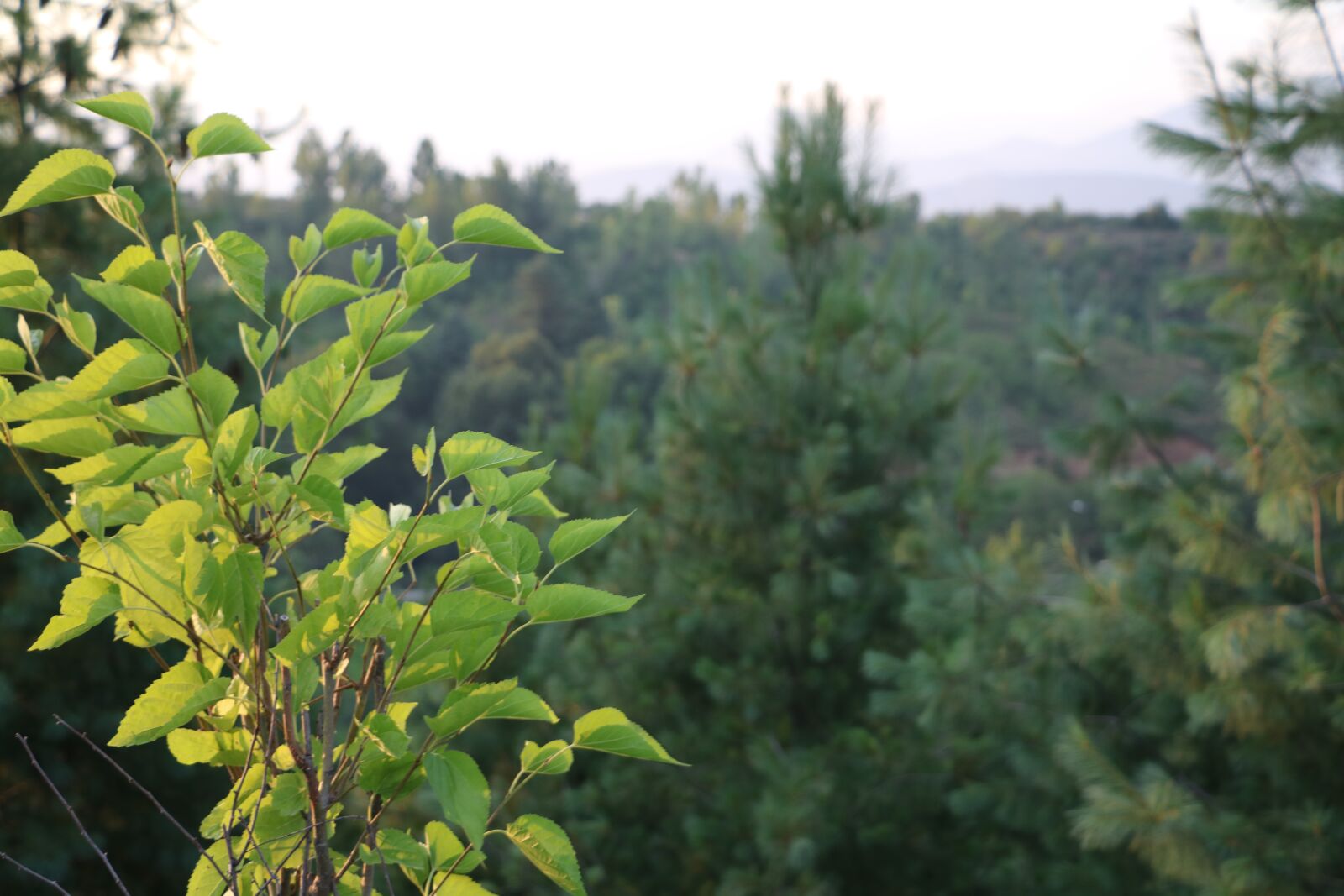 Canon EOS 750D (EOS Rebel T6i / EOS Kiss X8i) sample photo. Forest, trees, nature photography