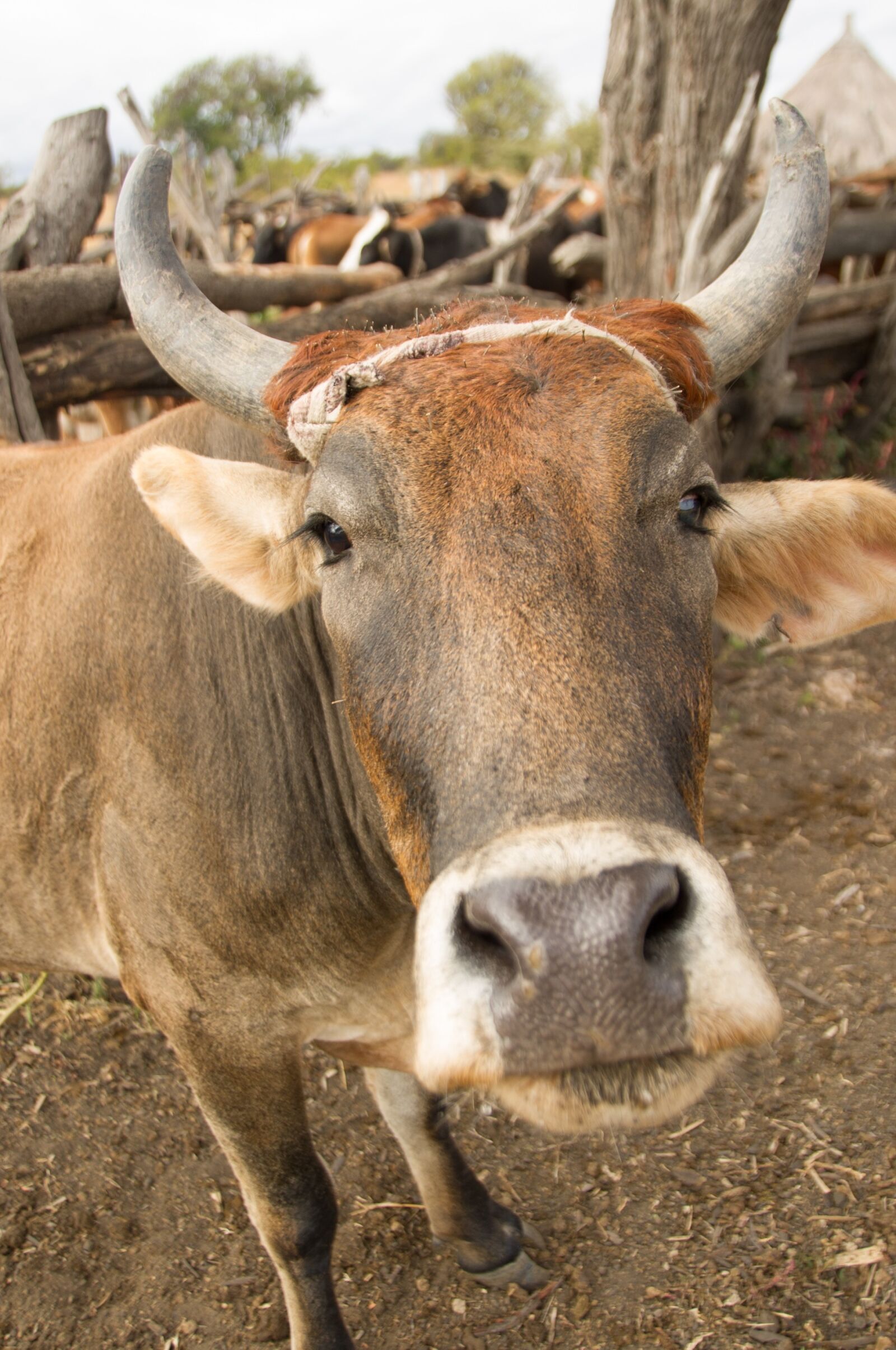 Nikon D3S sample photo. Cow, animal, farm animals photography