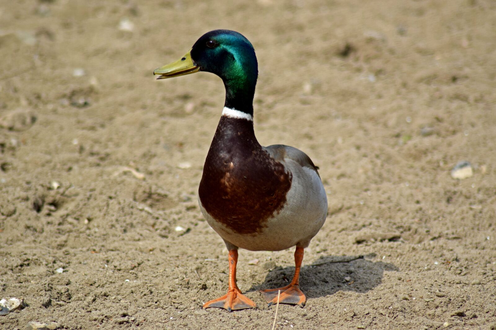 Nikon D3300 sample photo. Drake, water bird, nature photography