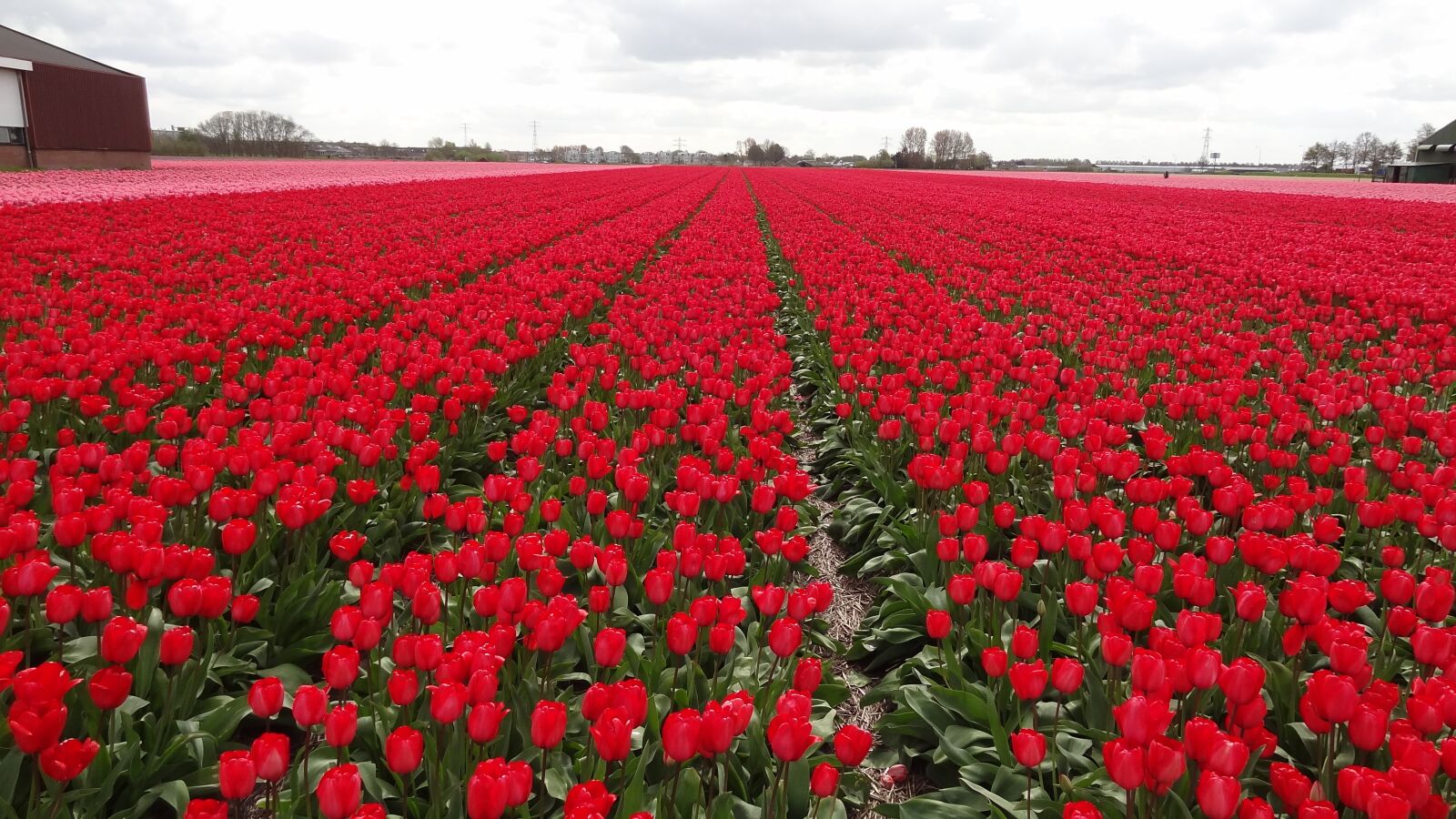 Sony Cyber-shot DSC-HX9V sample photo. Field of tulips, spring photography