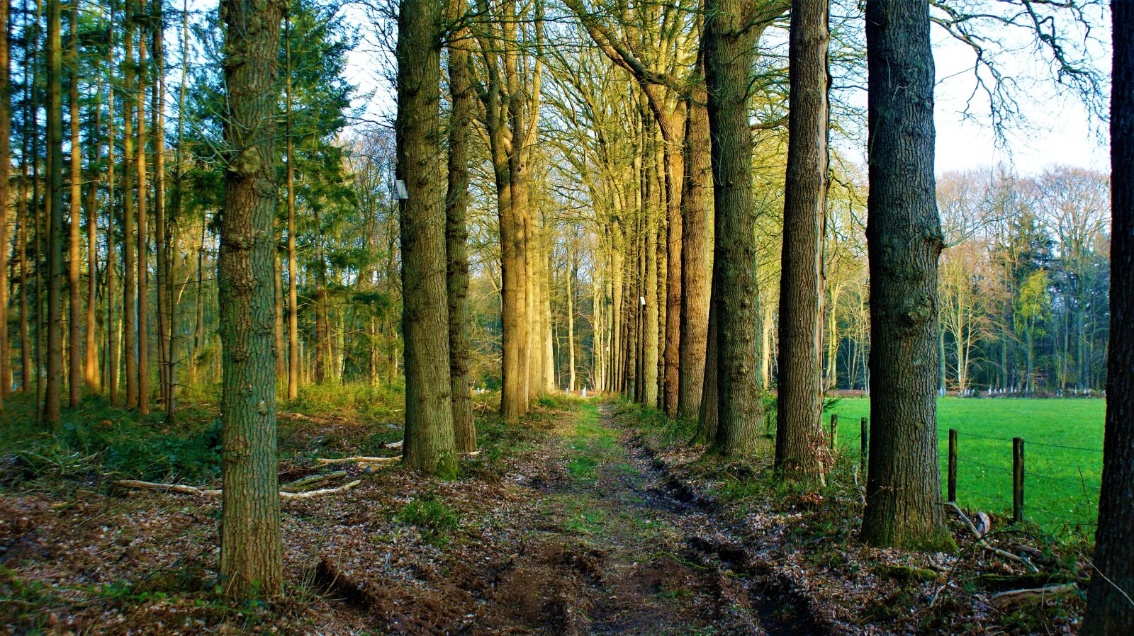 Sony Alpha DSLR-A350 sample photo. Forest, sunrise, trunks photography