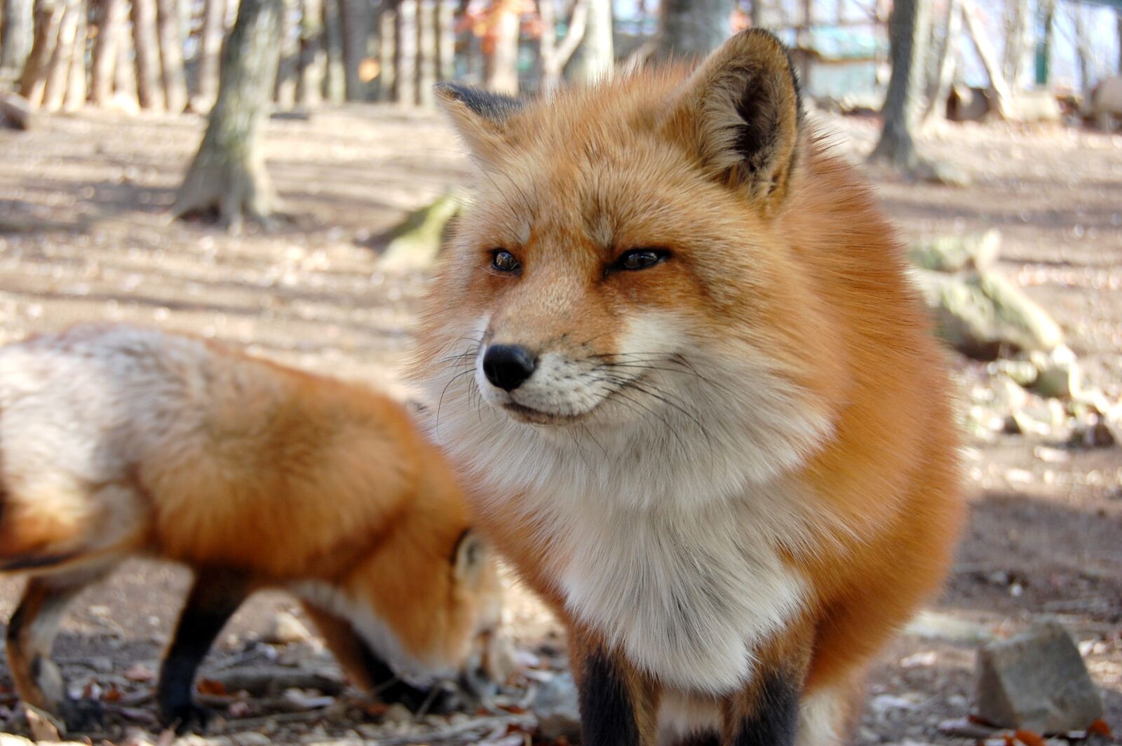 Nikon D40 sample photo. Mammal, 犬科, fox photography