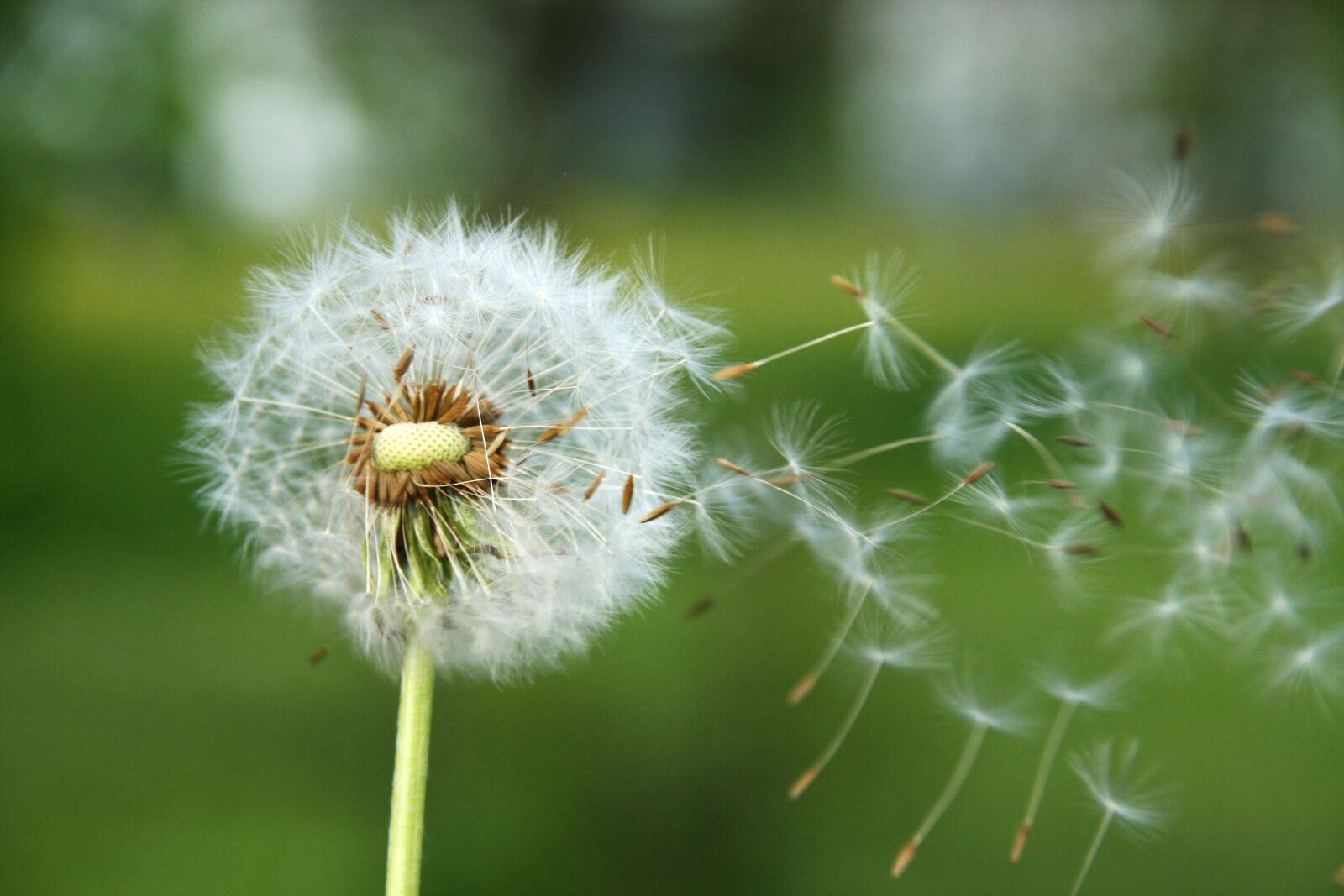Canon EOS 400D (EOS Digital Rebel XTi / EOS Kiss Digital X) sample photo. Dandelion, spring, seeds photography