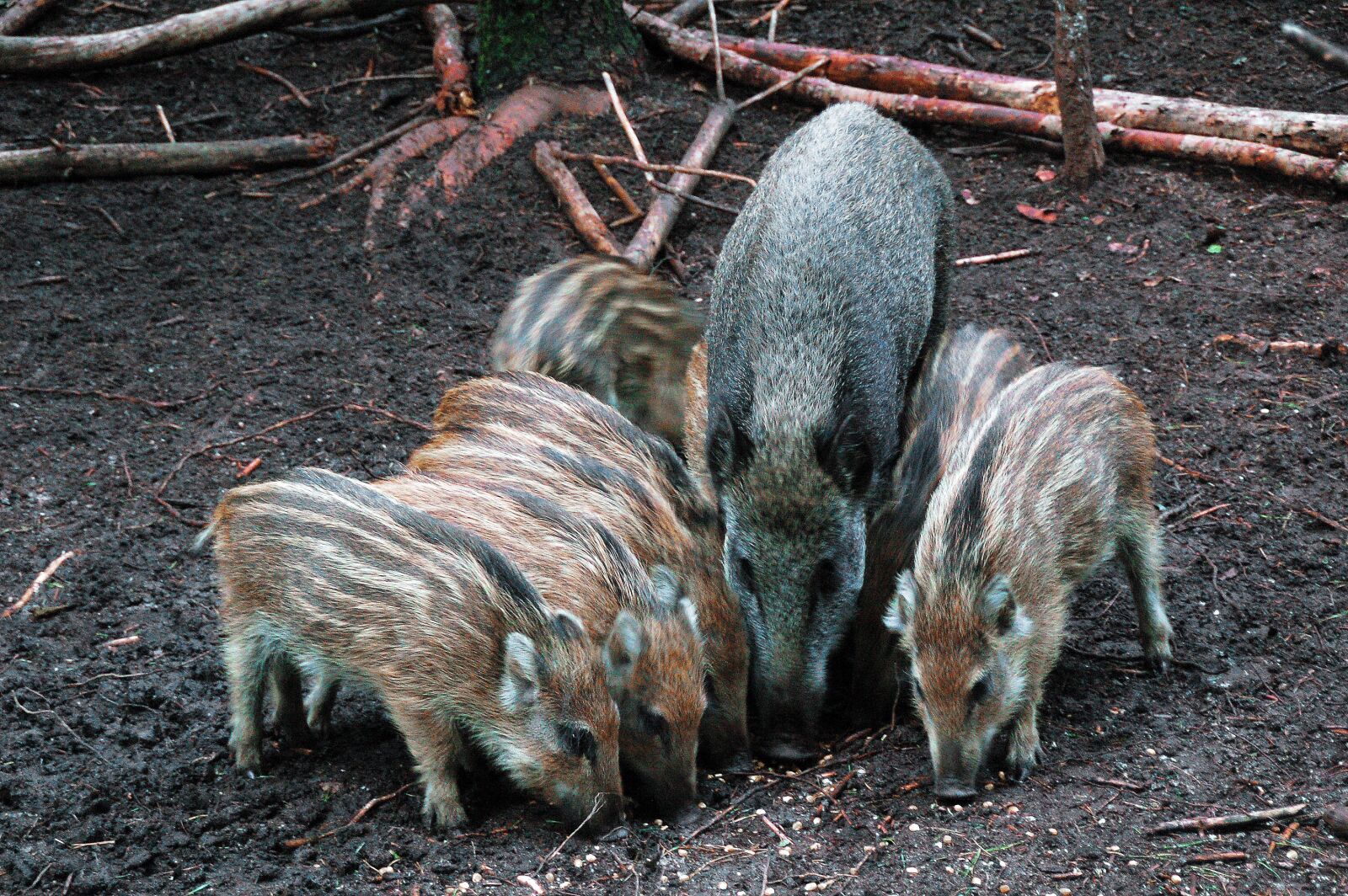 Nikon D50 sample photo. Wild boar, frislingen, veluwe photography