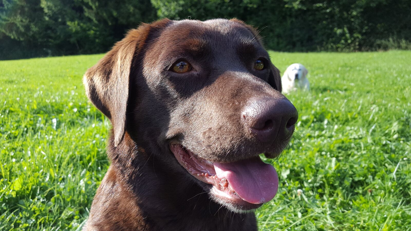 Samsung Galaxy S6 sample photo. The head of a photography