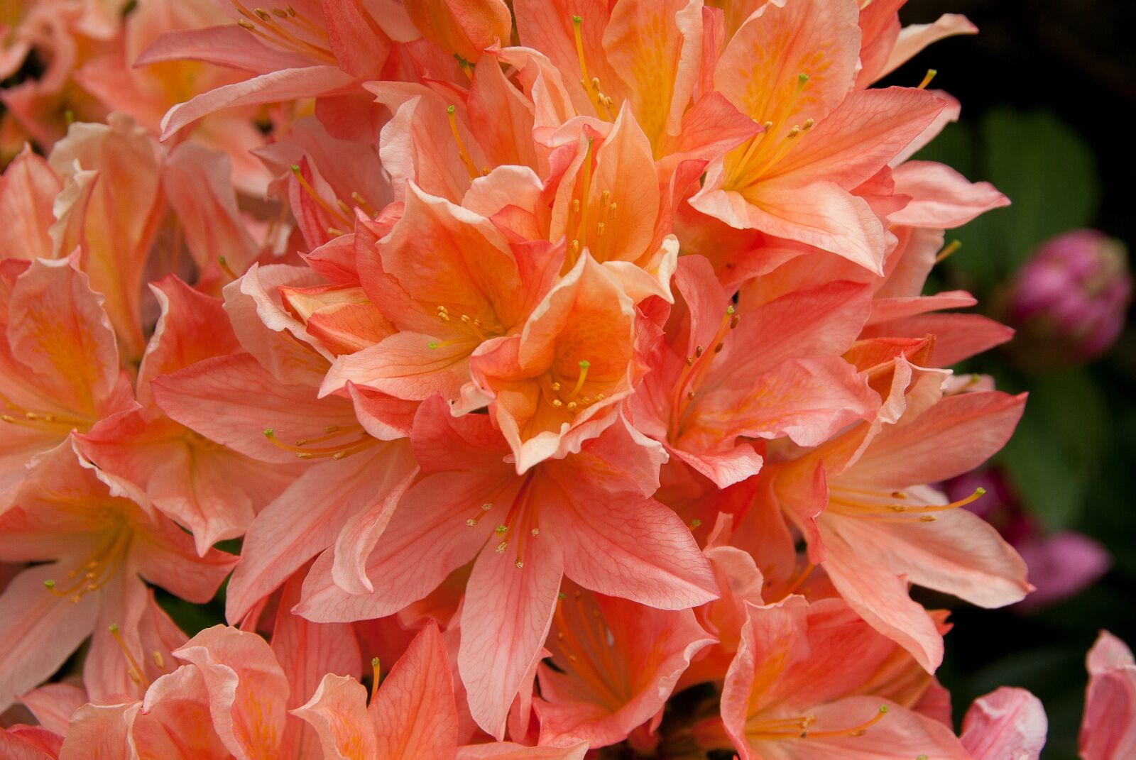 Pentax K10D sample photo. Flower, rhododendron, flower garden photography