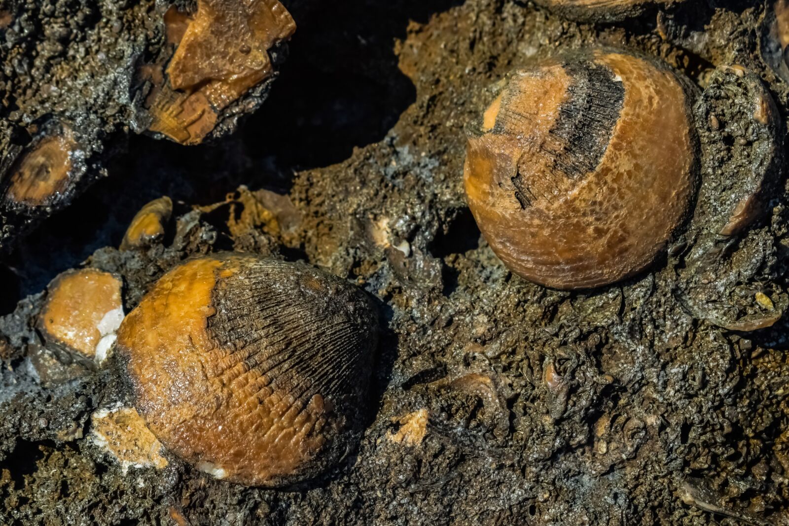 Nikon D3300 sample photo. Fossil, shell, petrification photography