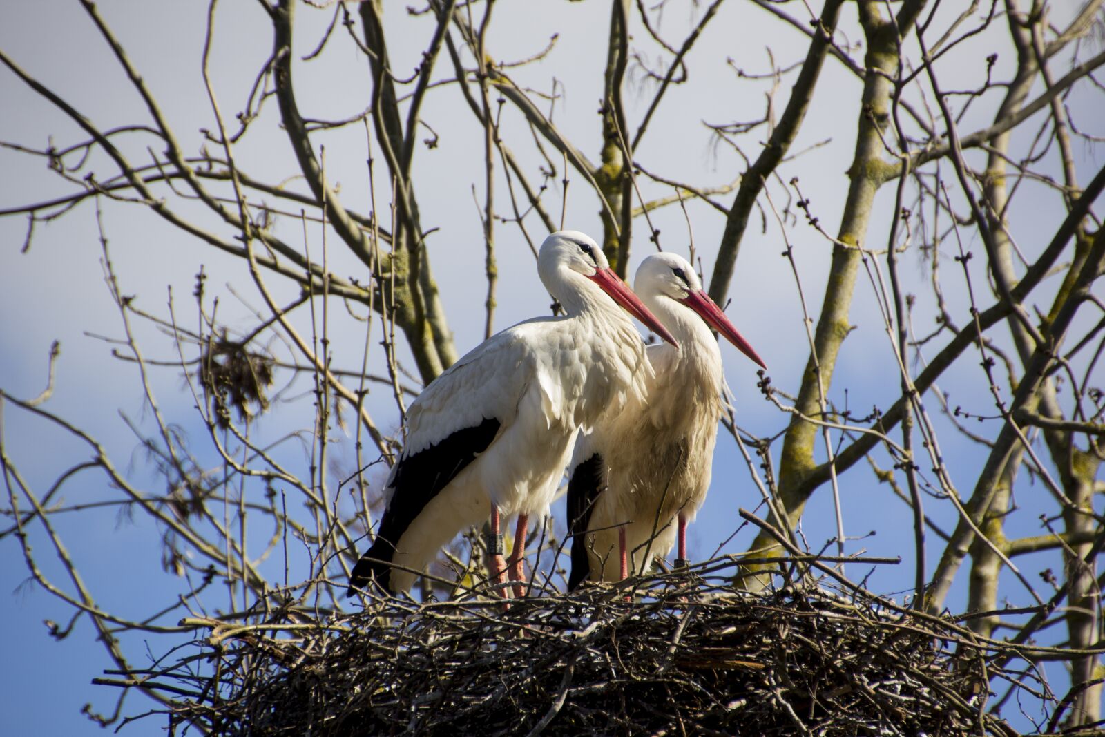 Canon EOS 60D sample photo. Stork, bird, animal photography