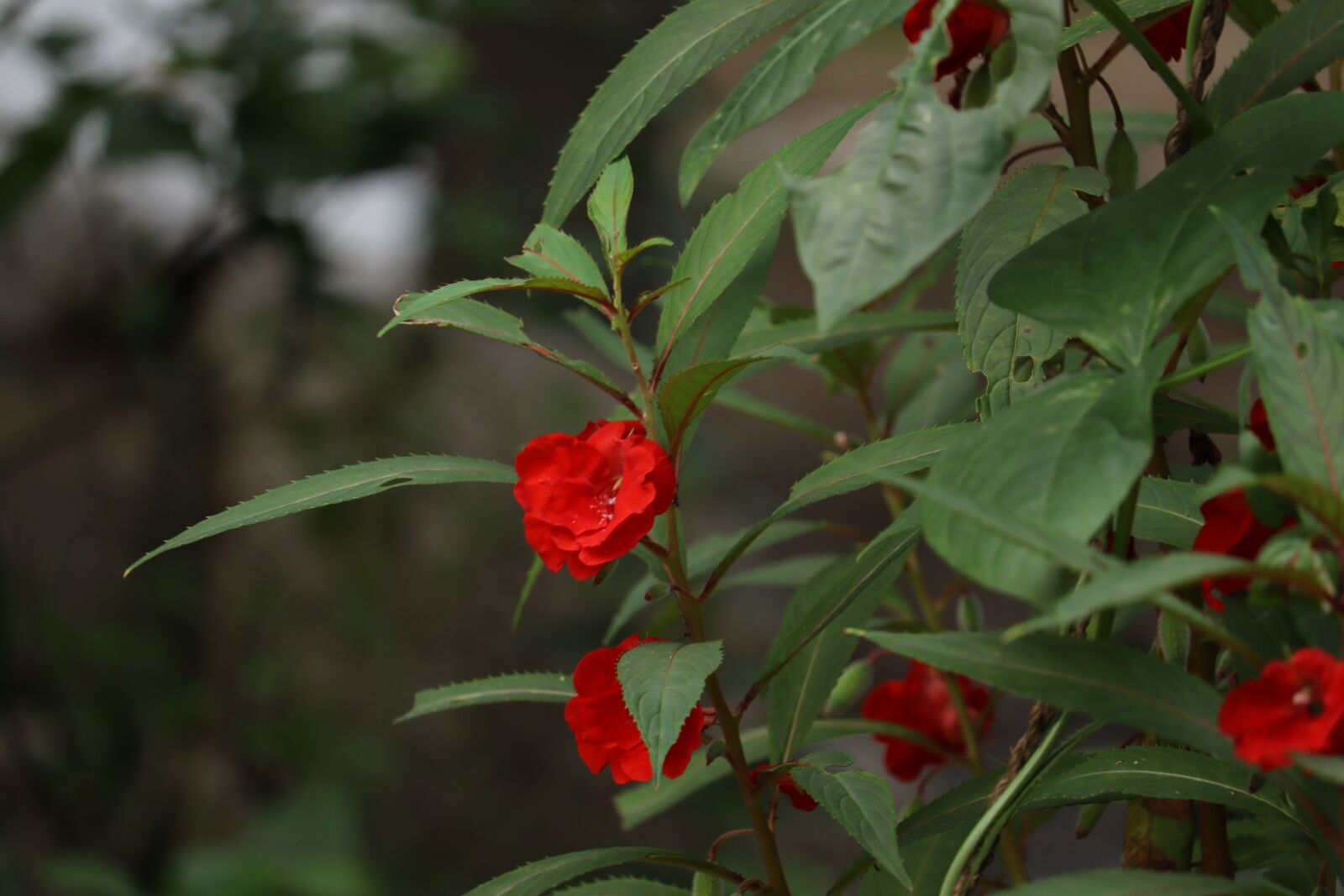 Canon EOS 250D (EOS Rebel SL3 / EOS Kiss X10 / EOS 200D II) sample photo. Red, nature, kerala photography