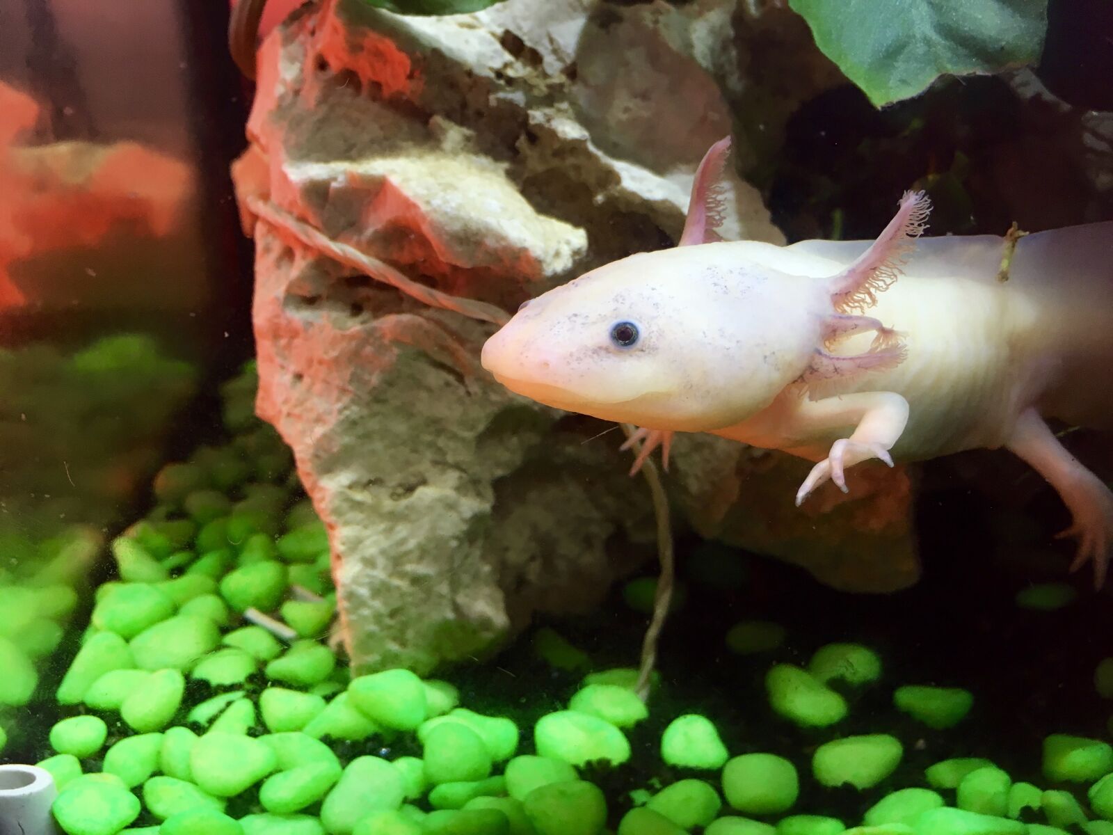 Apple iPhone 6s sample photo. Axolotl, cute, weird photography