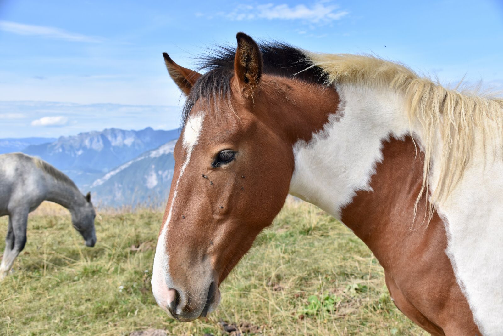 Nikon D5600 sample photo. Horse, horse walk, equine photography