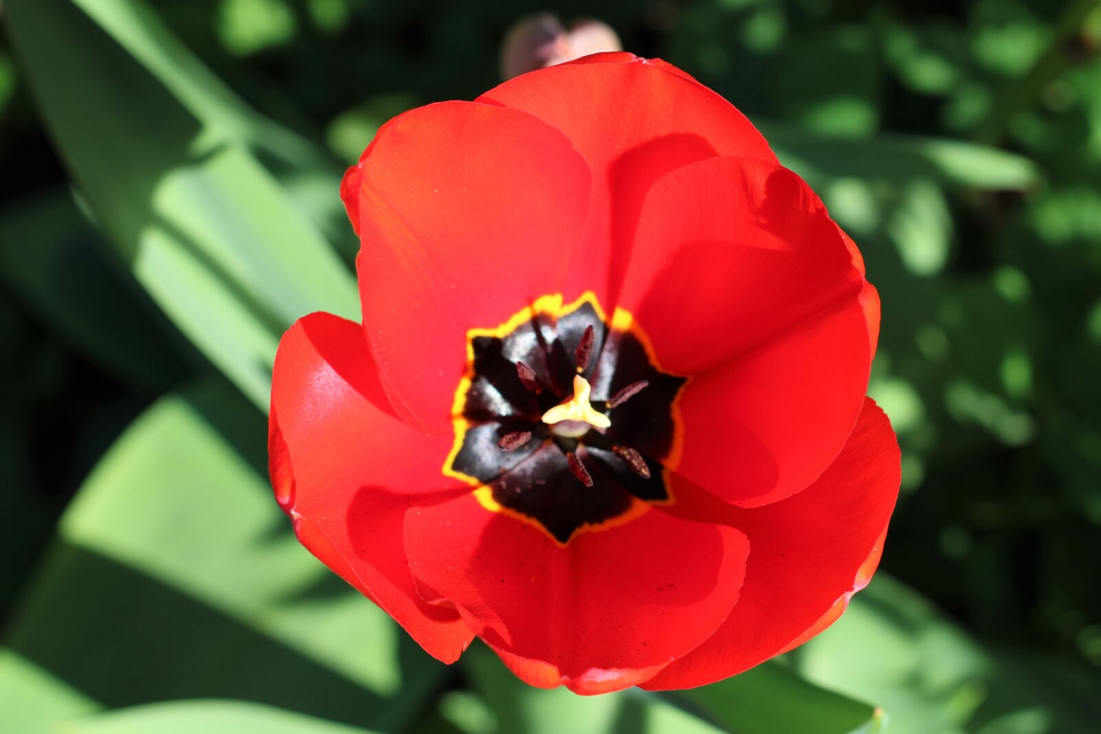 Canon EOS 2000D (EOS Rebel T7 / EOS Kiss X90 / EOS 1500D) sample photo. Poppy, red, flower photography