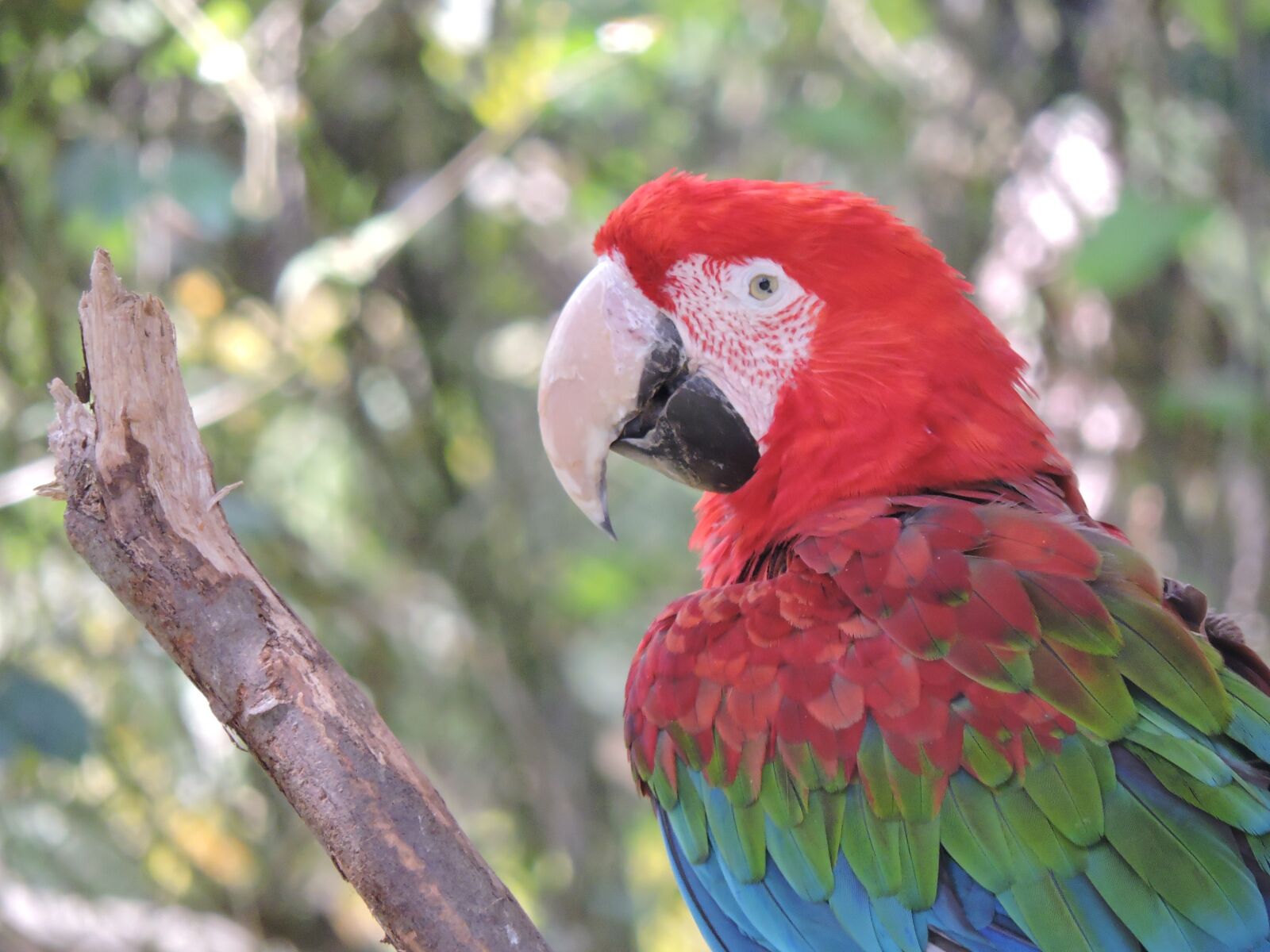 Nikon Coolpix P530 sample photo. Parrot, macaw, ave photography