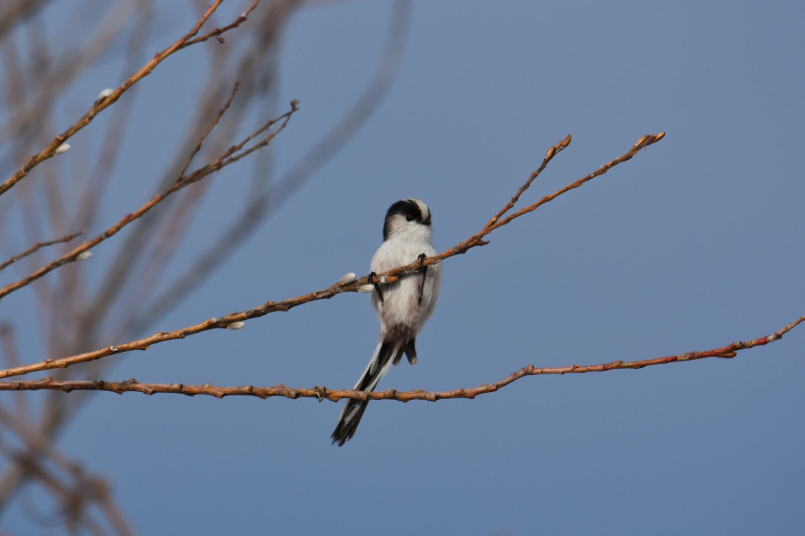 Nikon D7200 sample photo. Animal, forest, wood photography