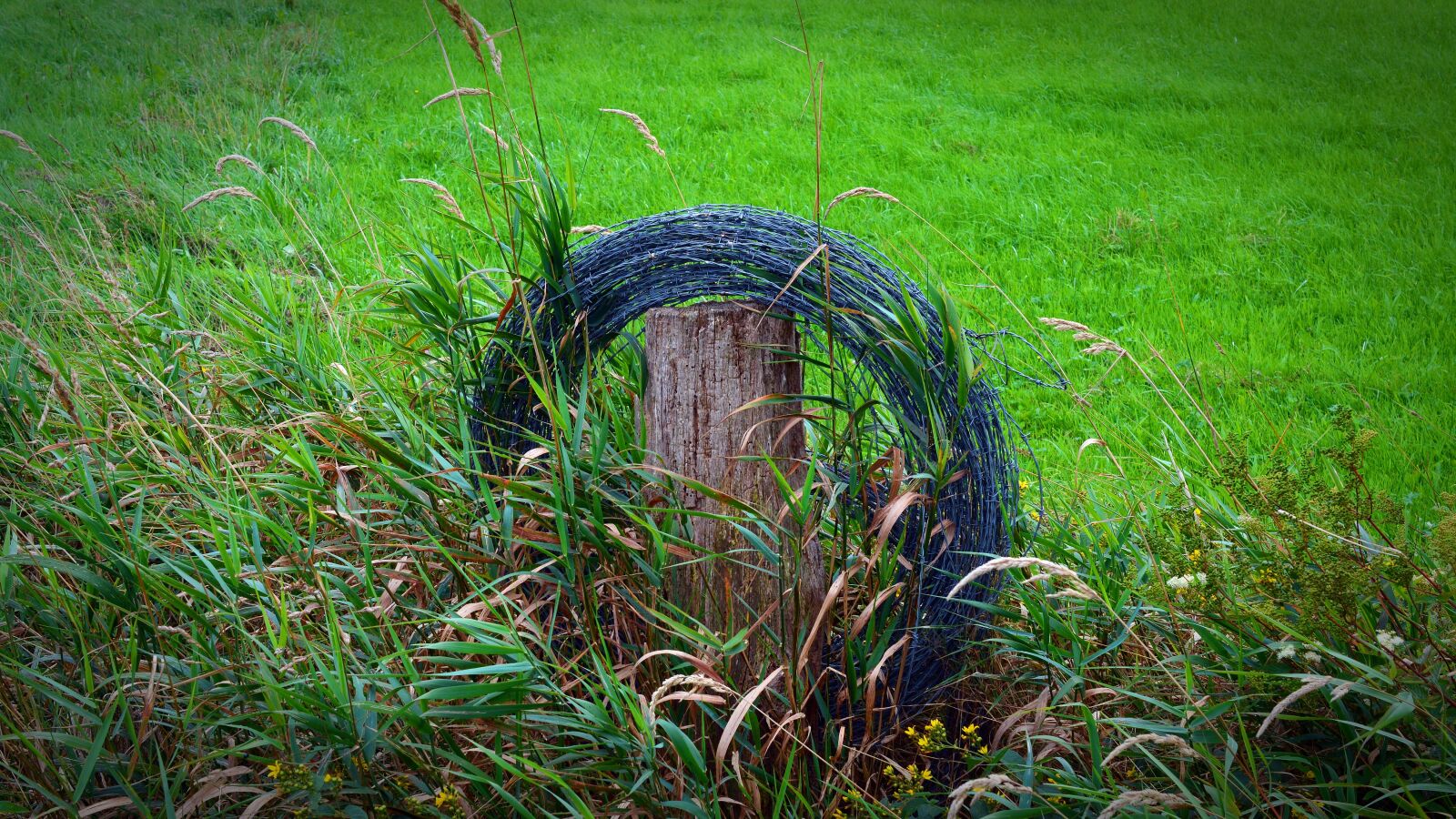 Nikon D5200 sample photo. Barbed wire, fence, wire photography