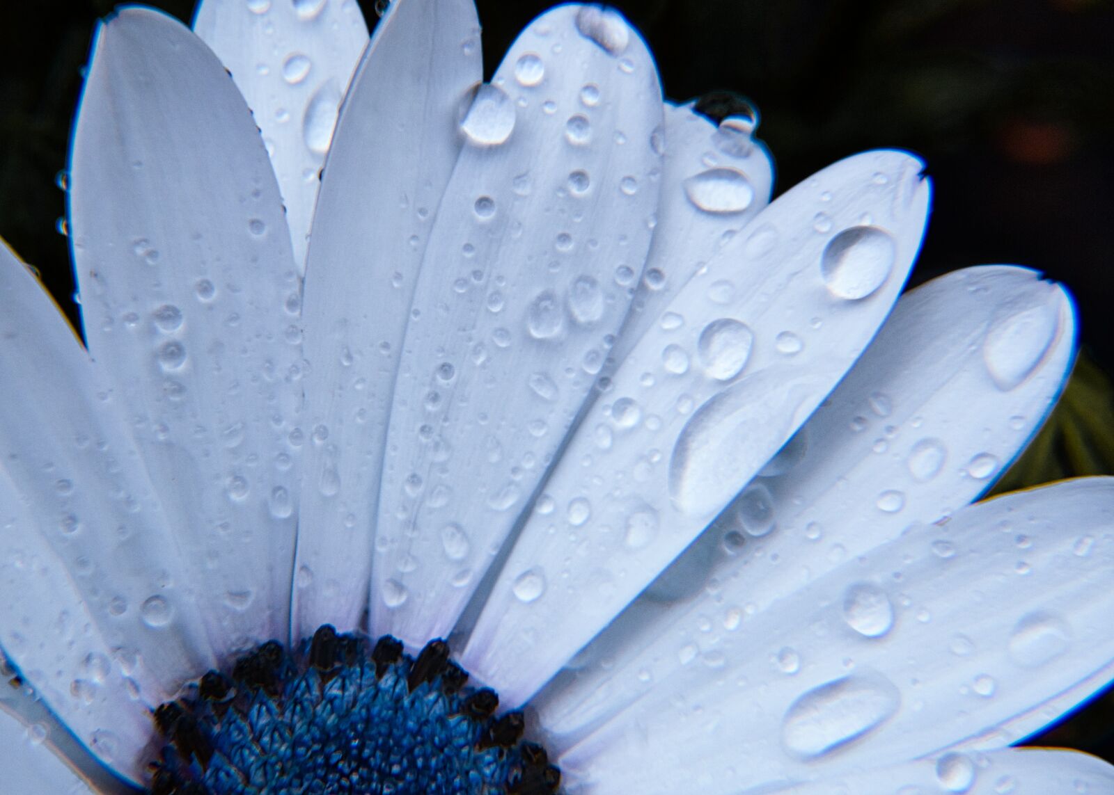 Sony a6400 sample photo. Chrysanthemums, raindrop, rain photography