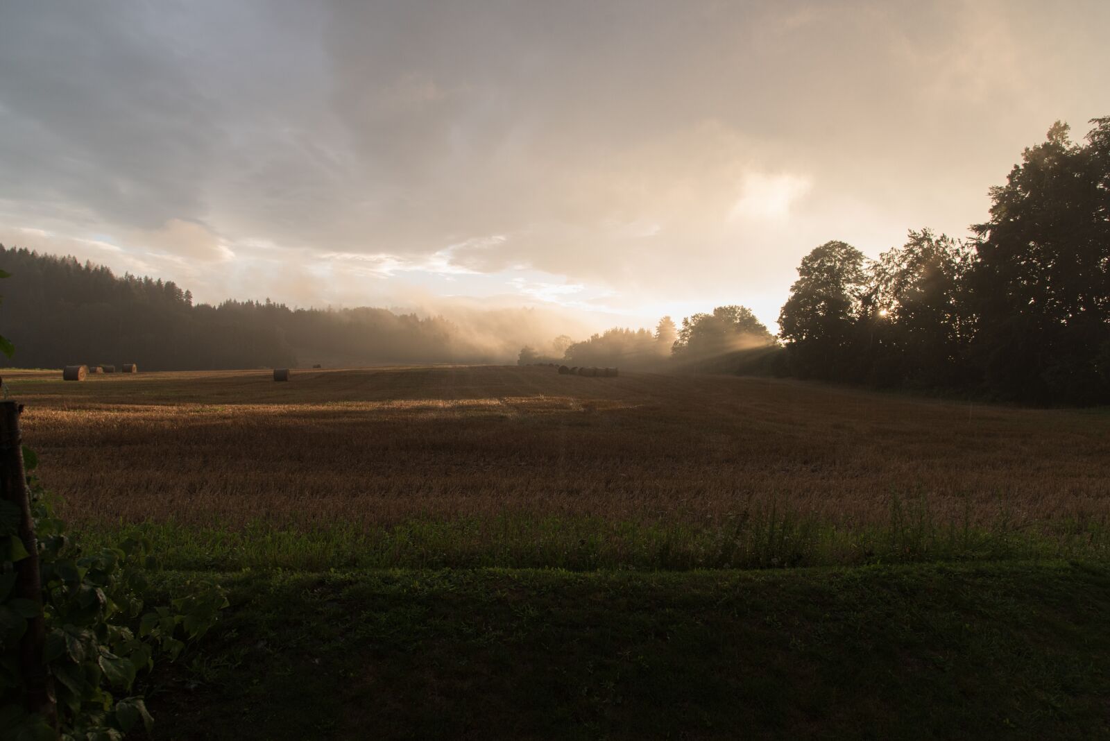 Nikon D750 sample photo. Sunset, mist, forest photography