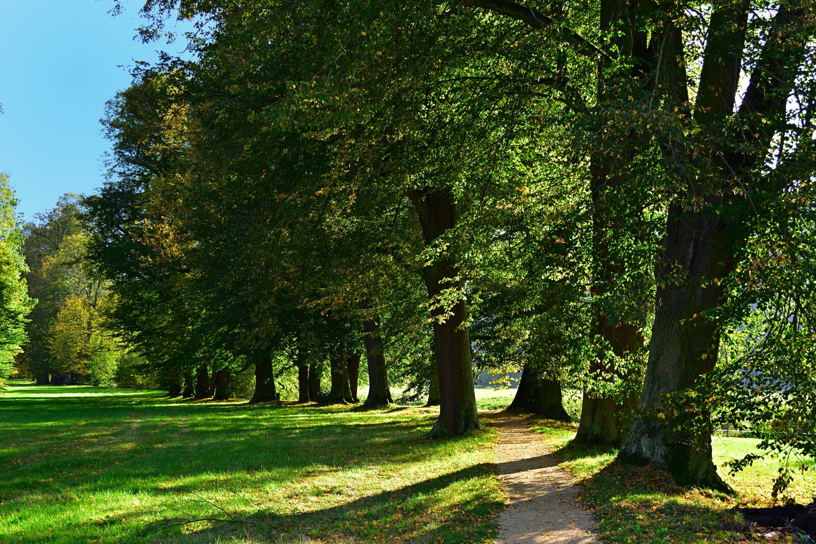 Nikon D5200 sample photo. Park, avenue, landscape photography