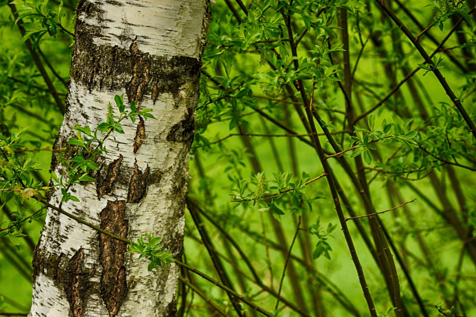 Canon EOS 7D Mark II + Canon EF 135mm F2L USM sample photo. Tree, wood, birch photography