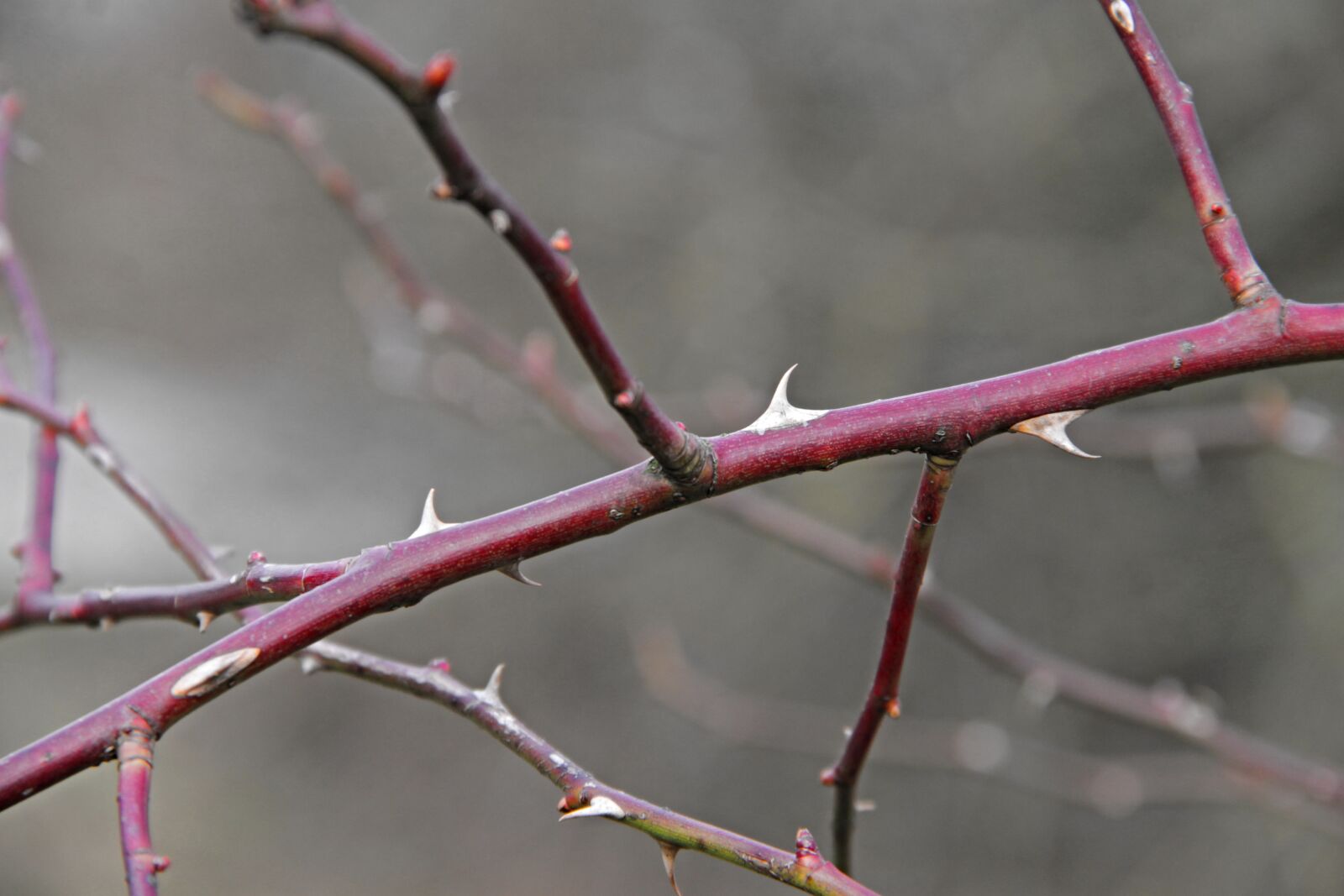 Canon EOS 1100D (EOS Rebel T3 / EOS Kiss X50) sample photo. Thorns, spur, branch photography
