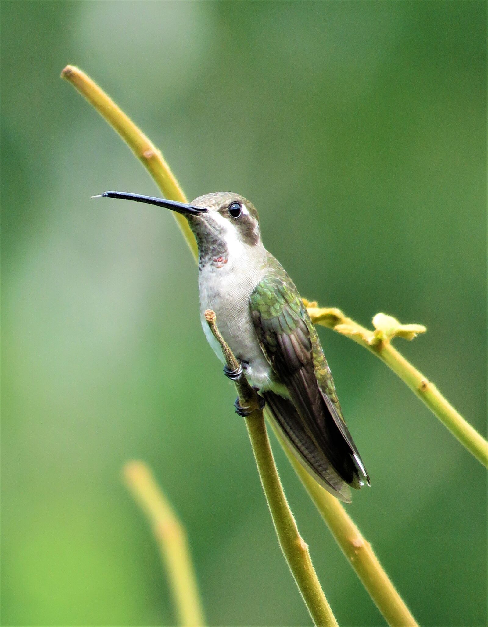 Canon PowerShot SX60 HS sample photo. Hummingbird, closeup, birding photography