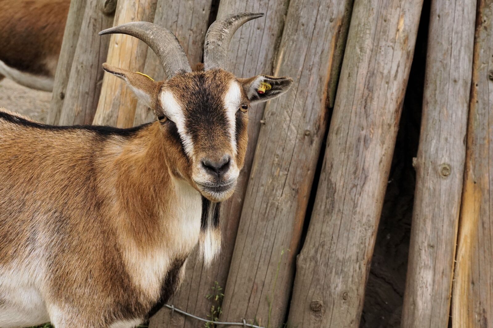 Sony a6000 sample photo. Goat, dwarf goat, pet photography