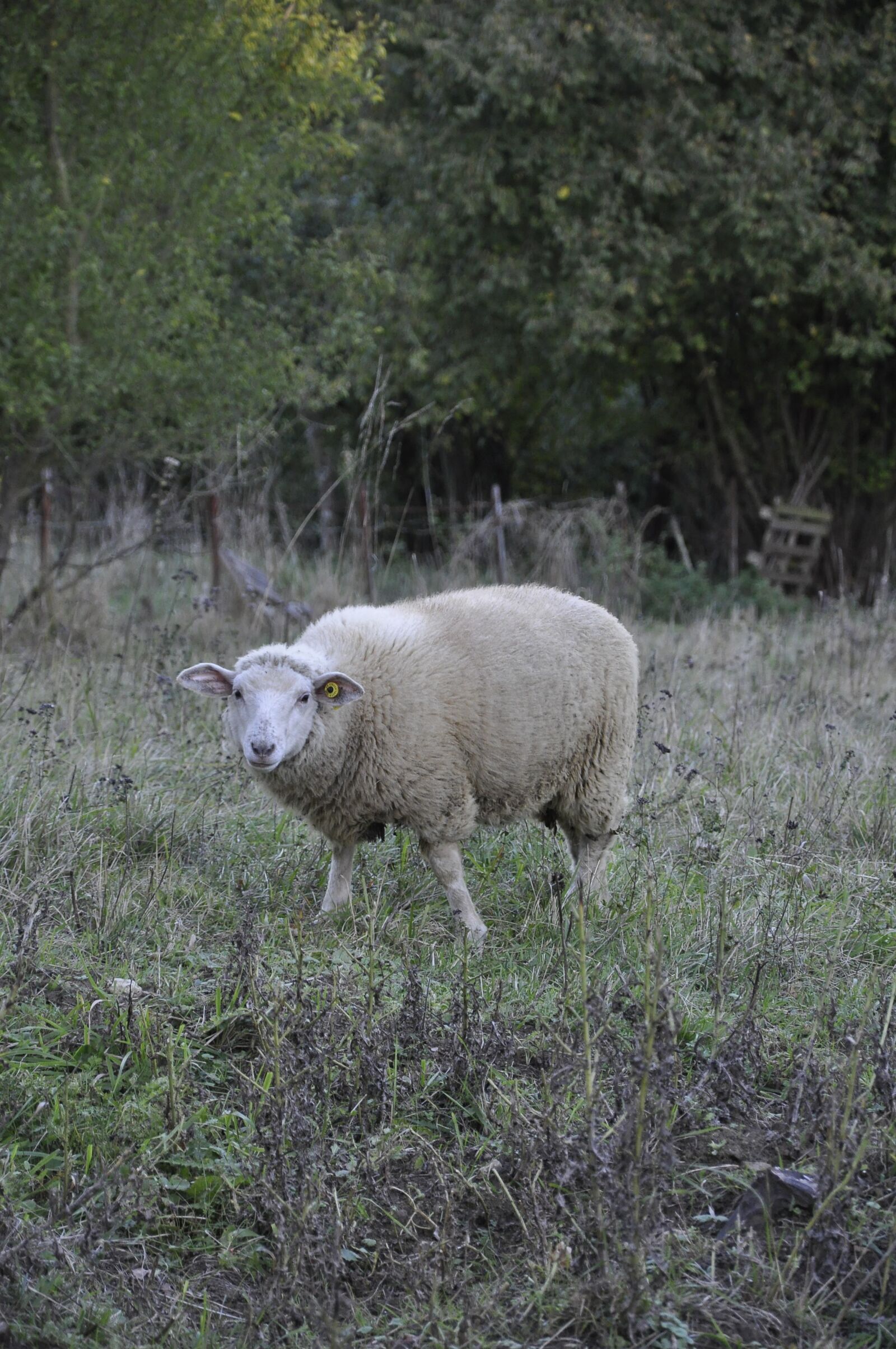 Nikon D90 sample photo. Sheep, nature, animal photography