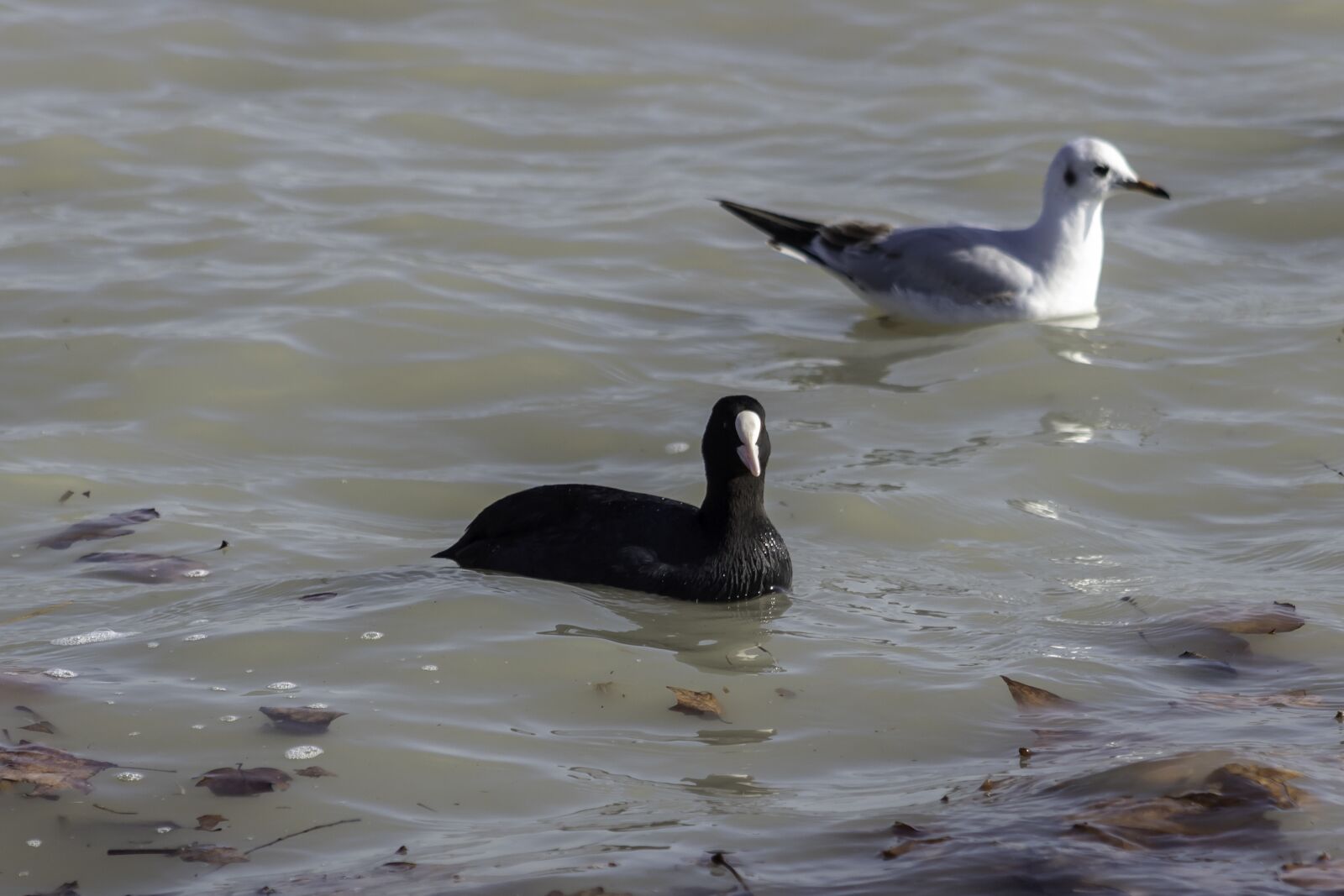 Canon EF75-300mm f/4-5.6 sample photo. Coot, bird, water bird photography