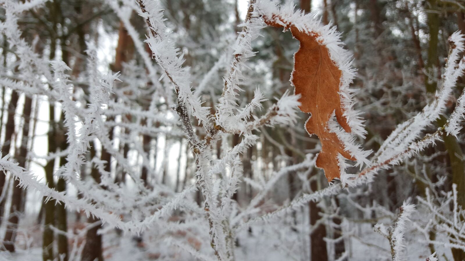 Samsung Galaxy S6 sample photo. Winter, ice, hoarfrost photography
