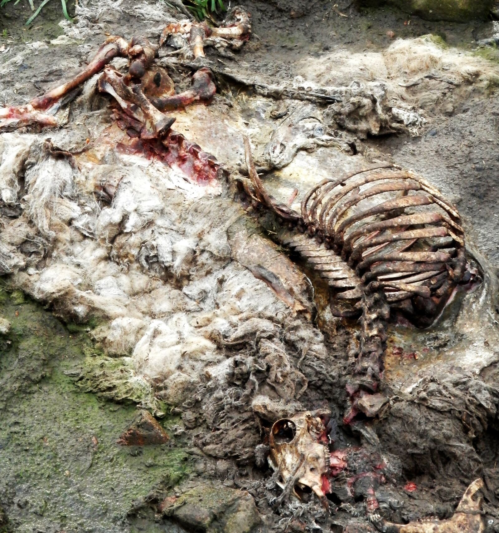 Olympus SZ-14 sample photo. Sheep, carcass, rotten photography