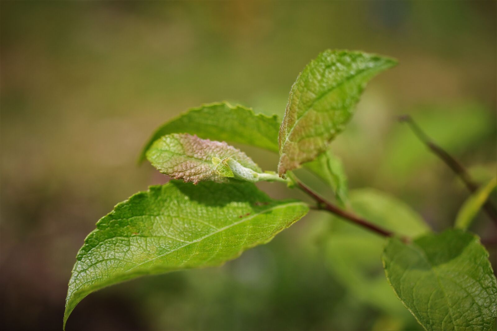 Canon EF-S 35mm F2.8 Macro IS STM sample photo. Leaves, branch, green photography