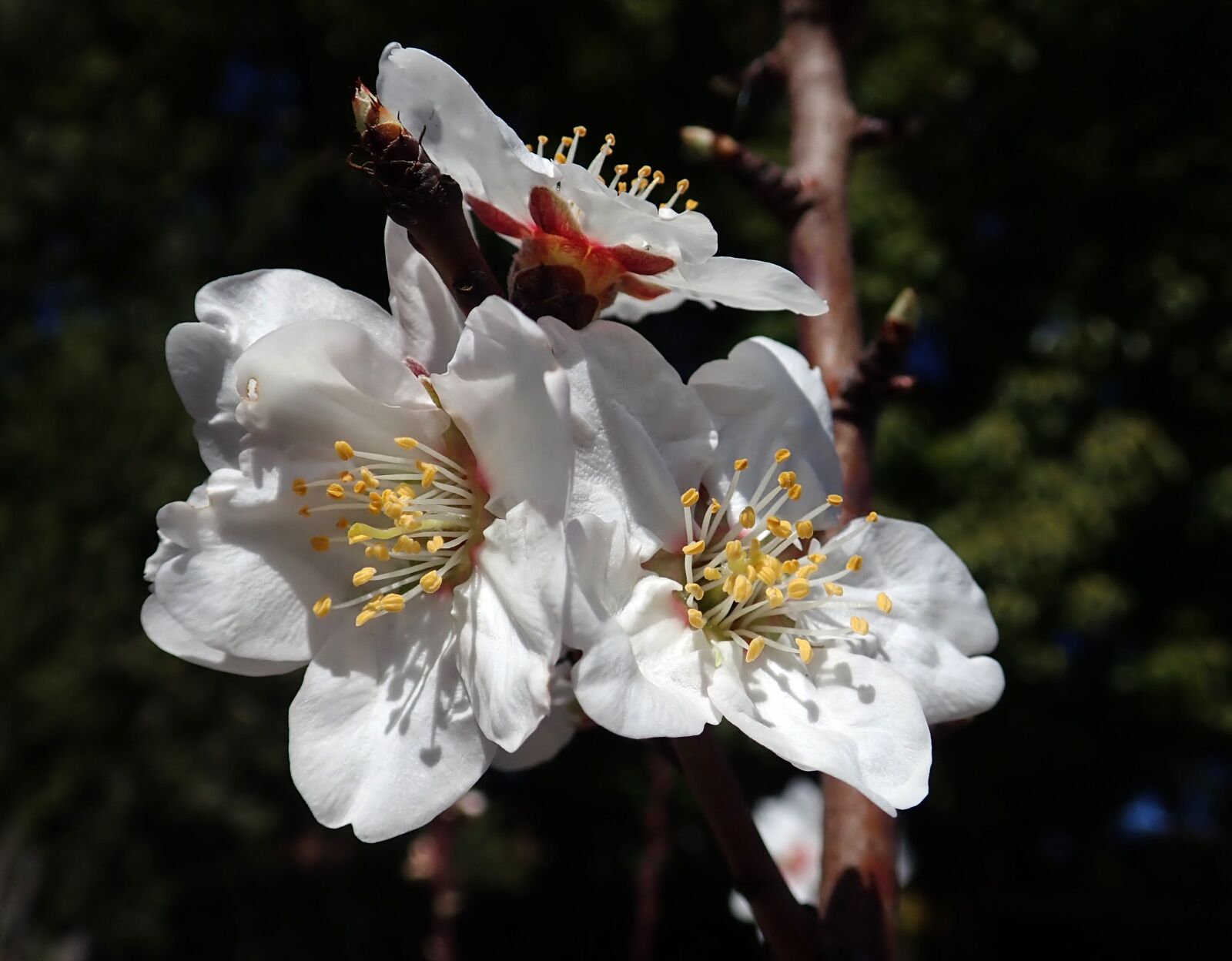 Olympus TG-5 sample photo. Blossom, almond, tree photography