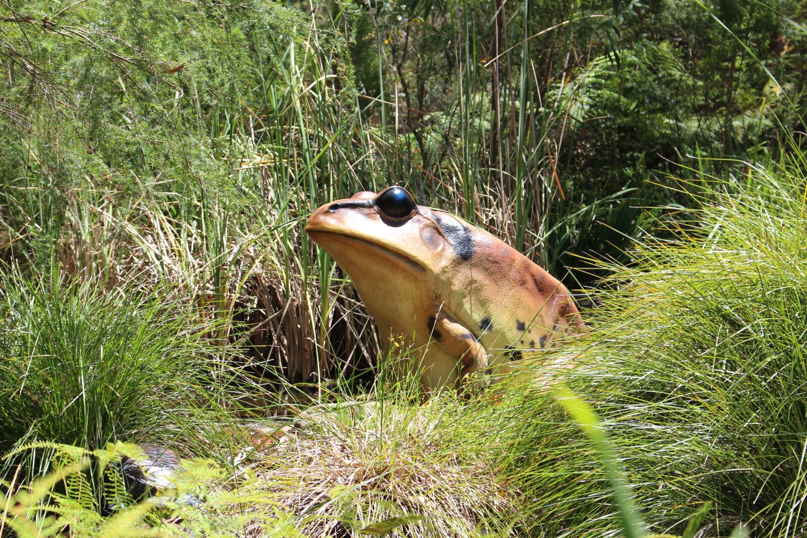 Canon EOS 700D (EOS Rebel T5i / EOS Kiss X7i) sample photo. Lizard, with, starring photography