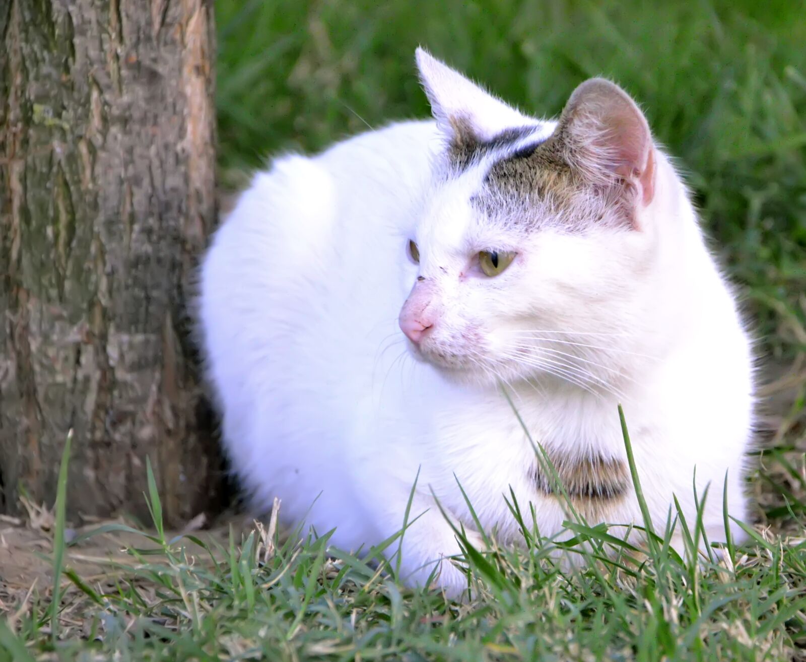 Nikon D3100 sample photo. White cat, cat, cute photography