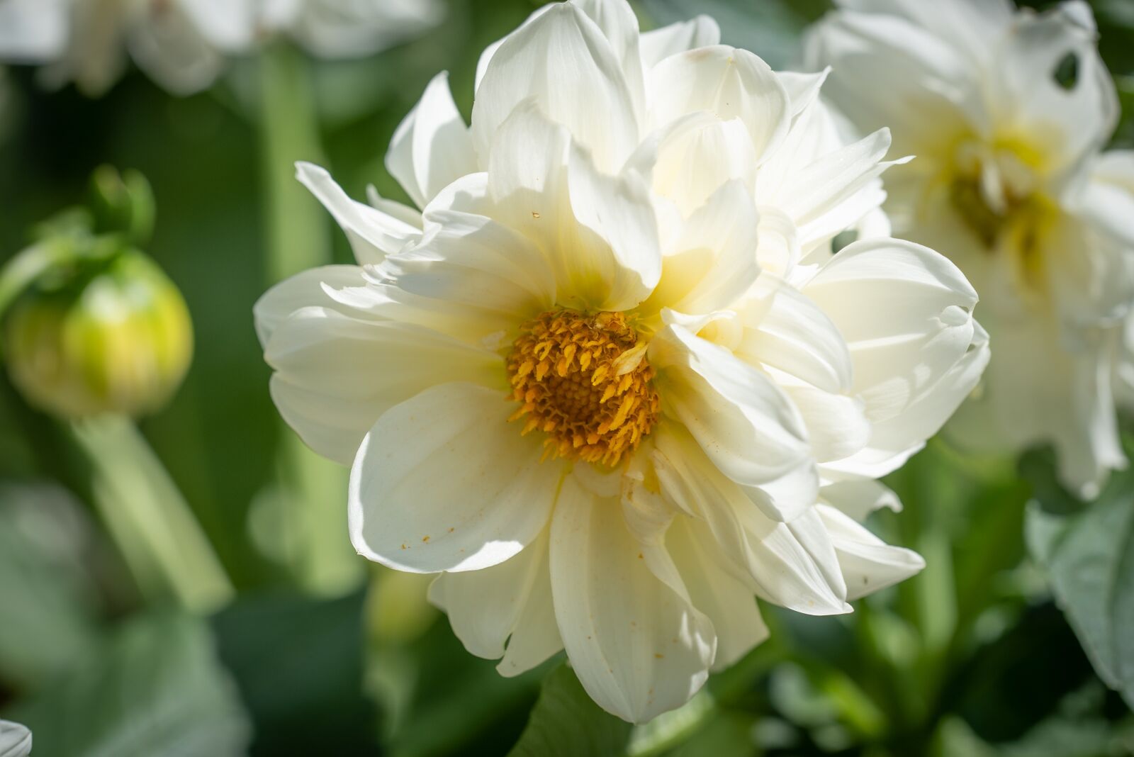 Nikon D750 sample photo. Blossom, bloom, flower photography