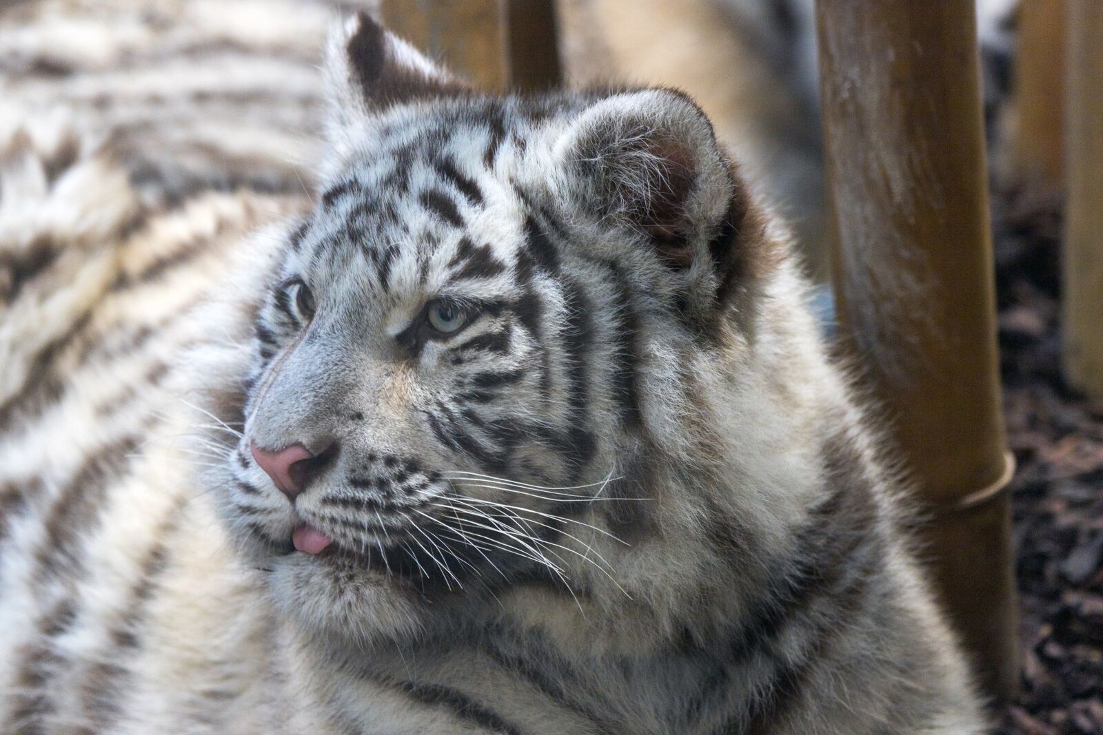Canon EOS 6D Mark II sample photo. Tiger, white, young animal photography