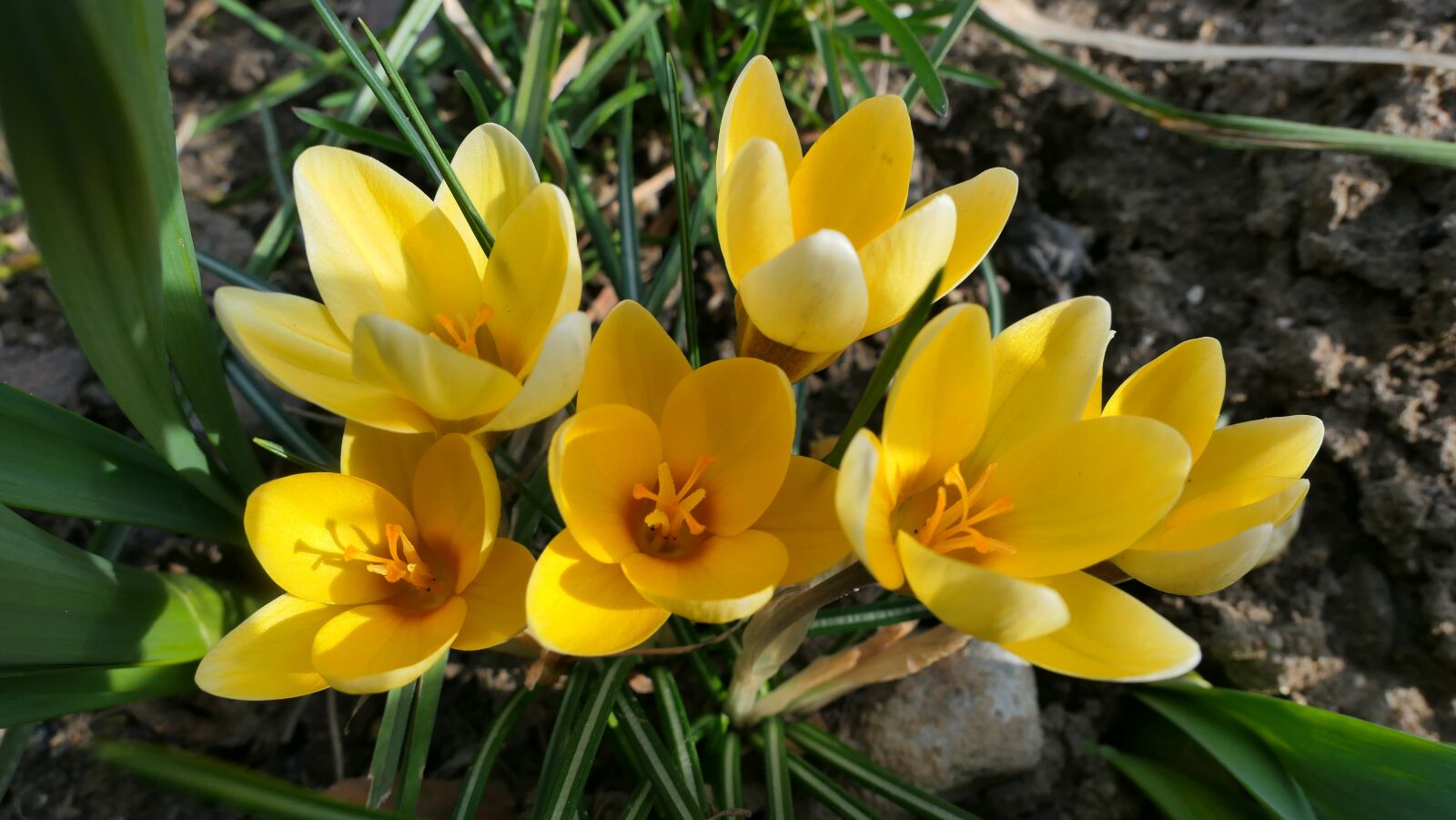Panasonic Lumix DMC-LX10 (Lumix DMC-LX15) sample photo. Crocus, yellow, flowers photography