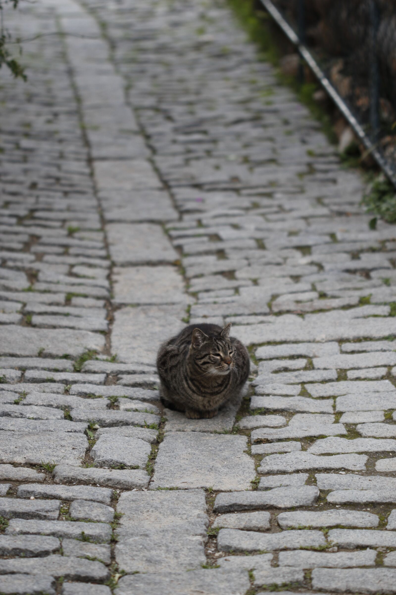 Canon EOS 550D (EOS Rebel T2i / EOS Kiss X4) sample photo. Cat, animal, animal portrait photography