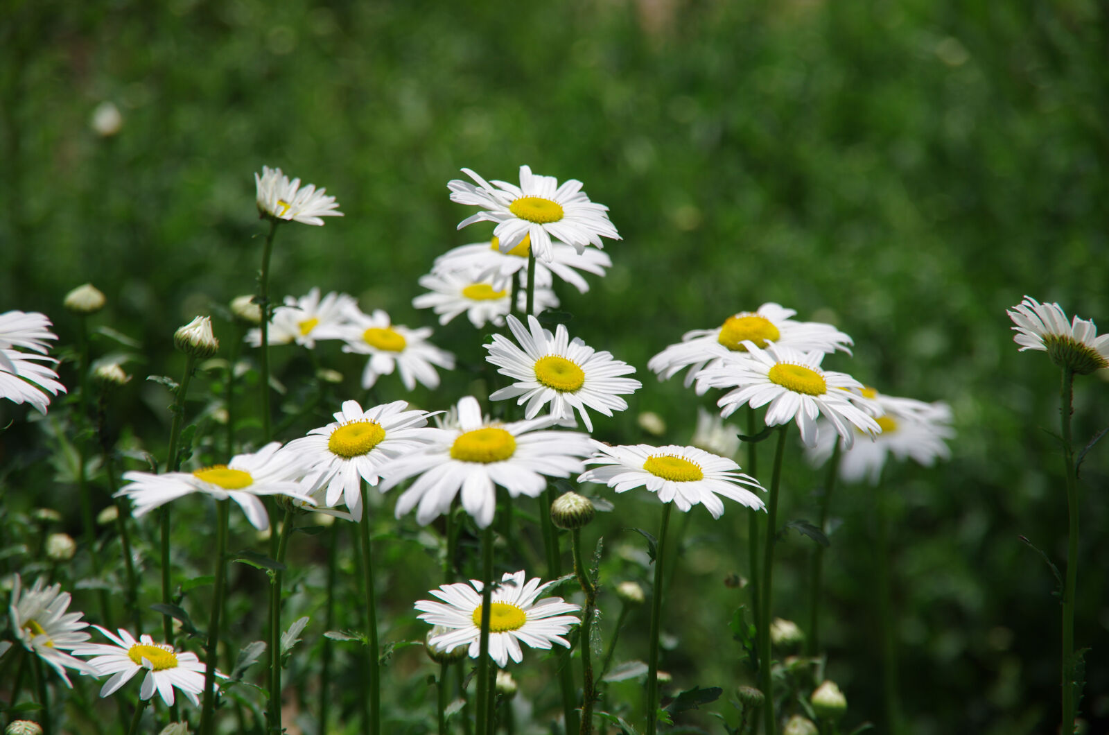Pentax K-5 sample photo