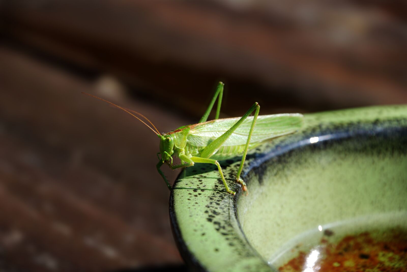 Nikon D80 sample photo. Grasshopper, insect, nature photography