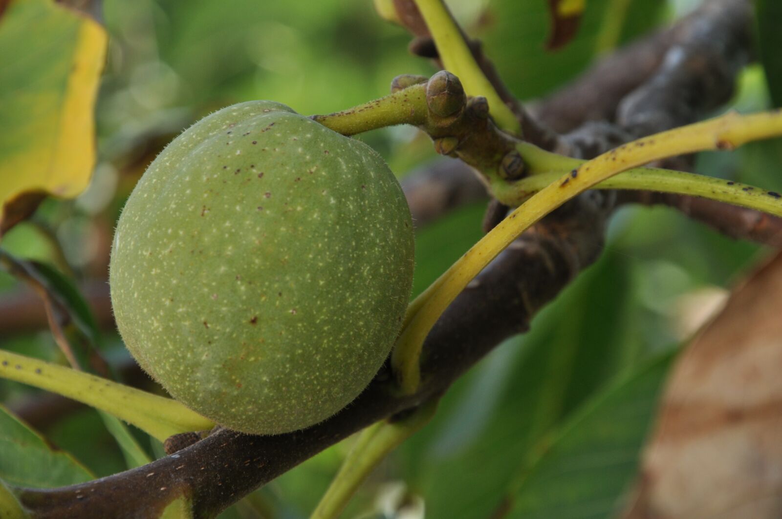 Nikon D90 sample photo. Walnuts, basilicata, researches photography
